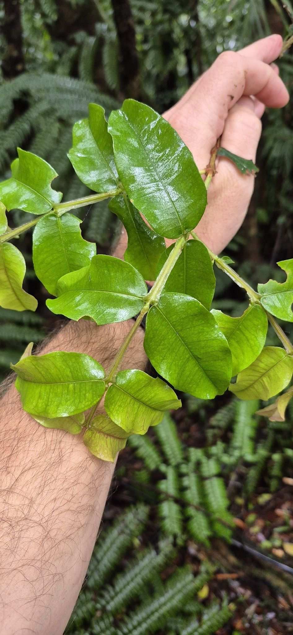 Syzygium apodophyllum