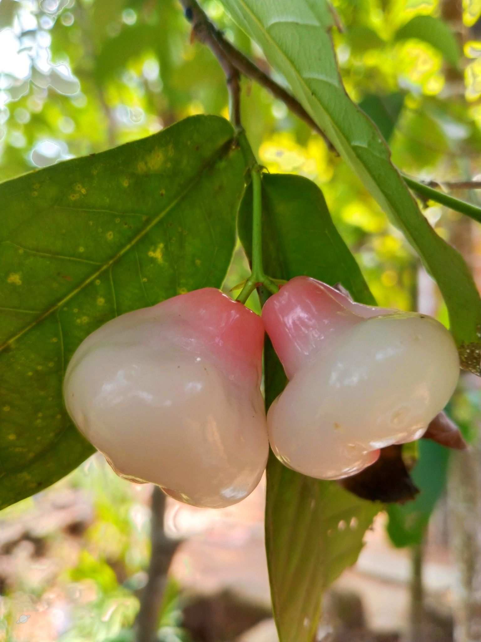 Syzygium aqueum