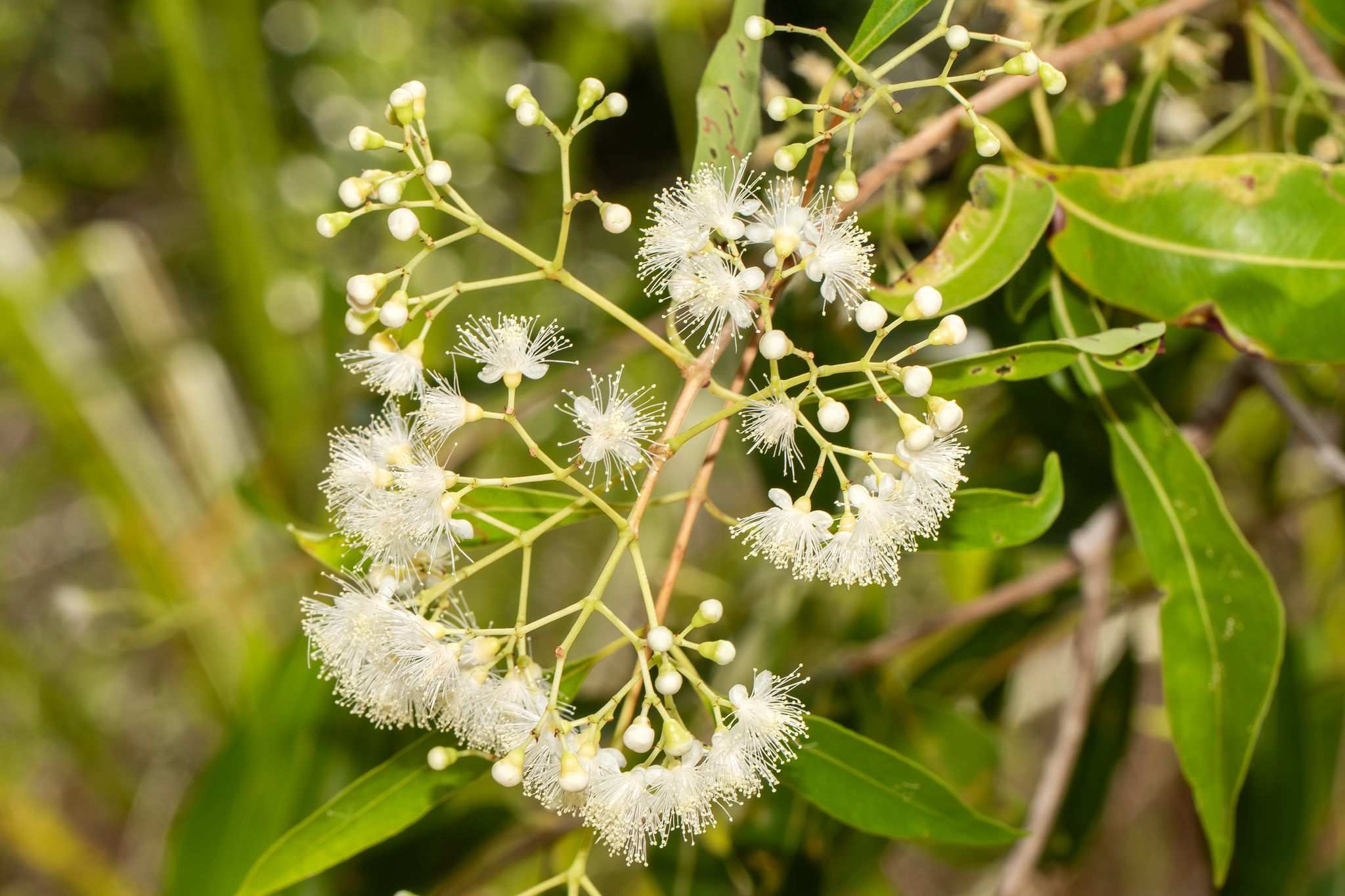 Syzygium armstrongii