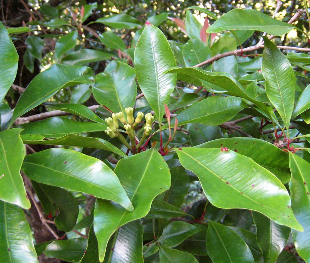 Syzygium aromaticum