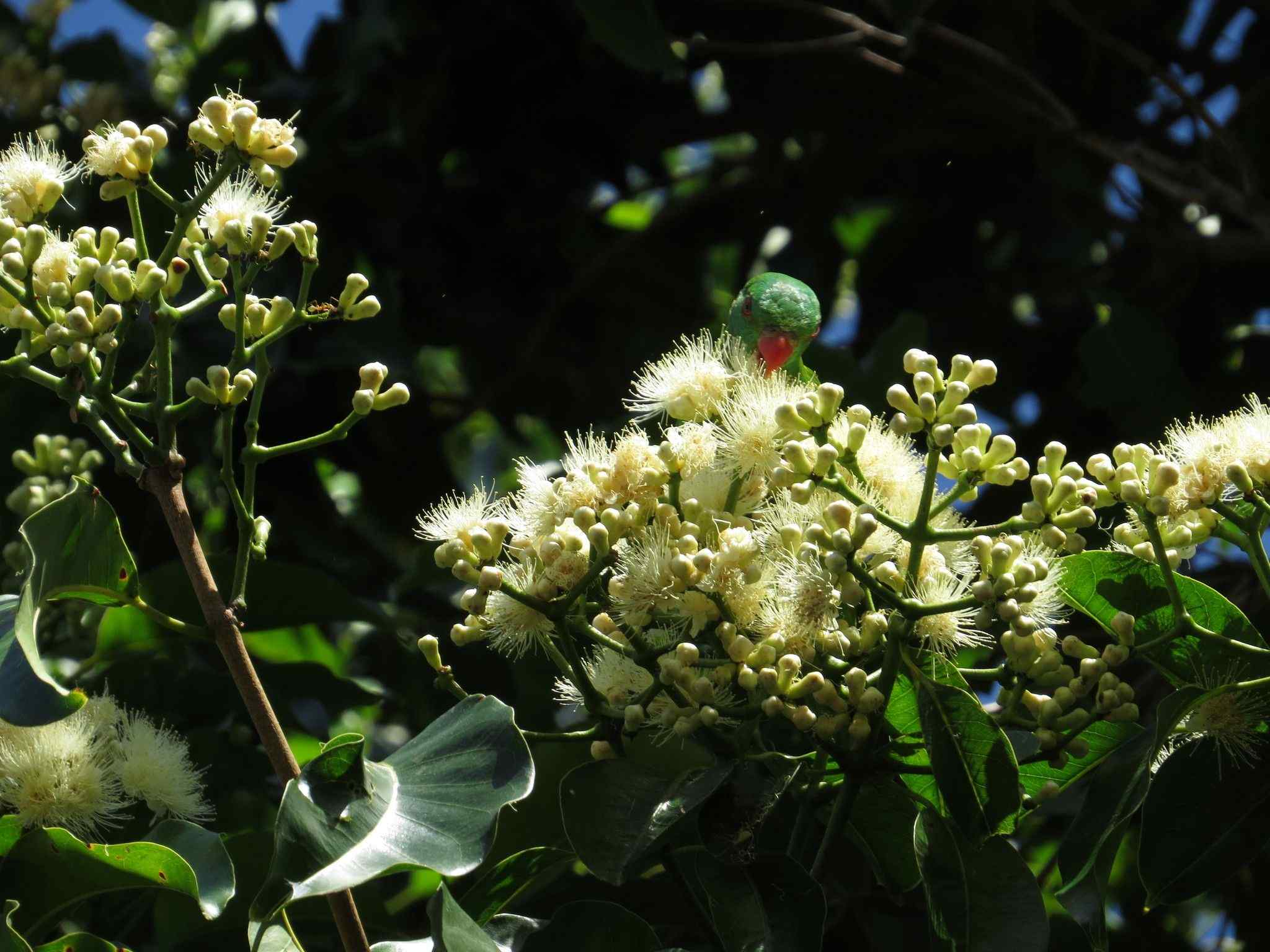 Syzygium bamagense