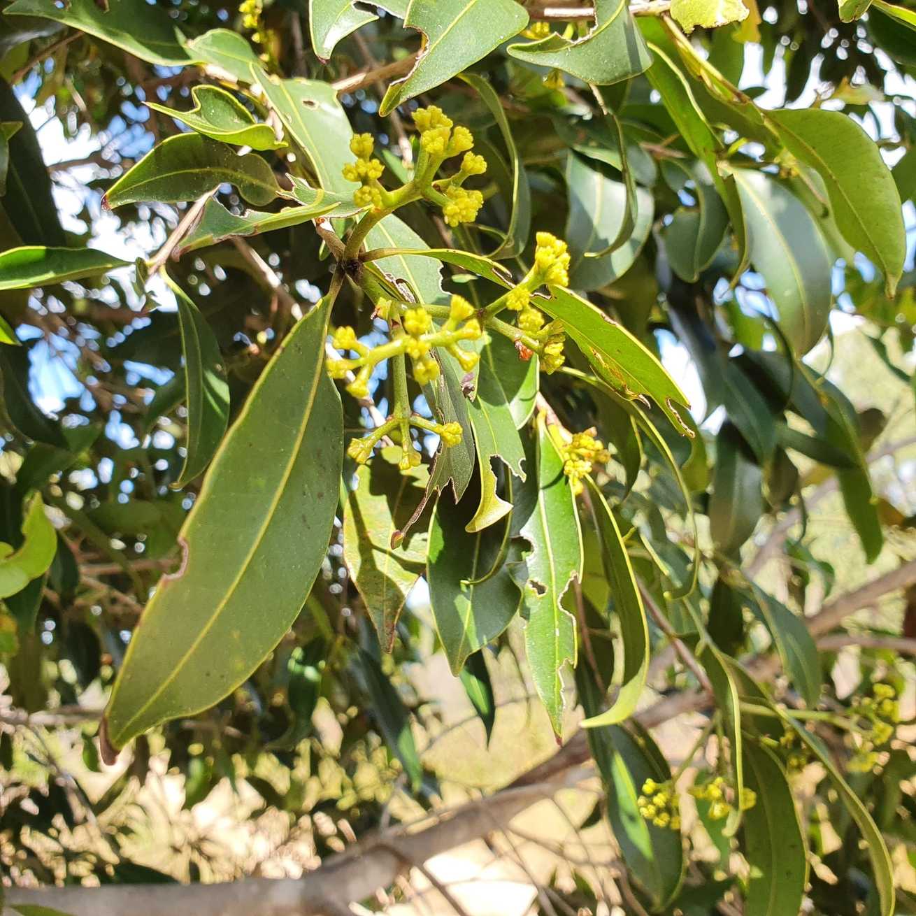 Syzygium banksii