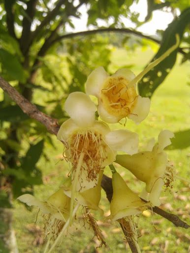 Syzygium borneense