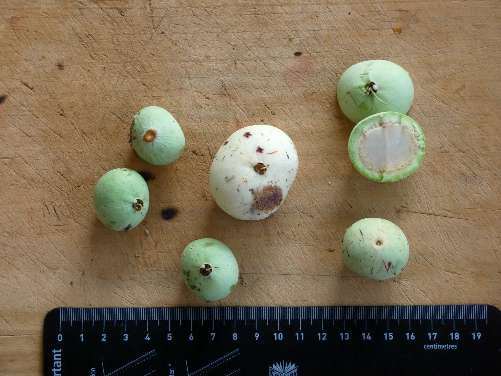 Syzygium bungadinnia