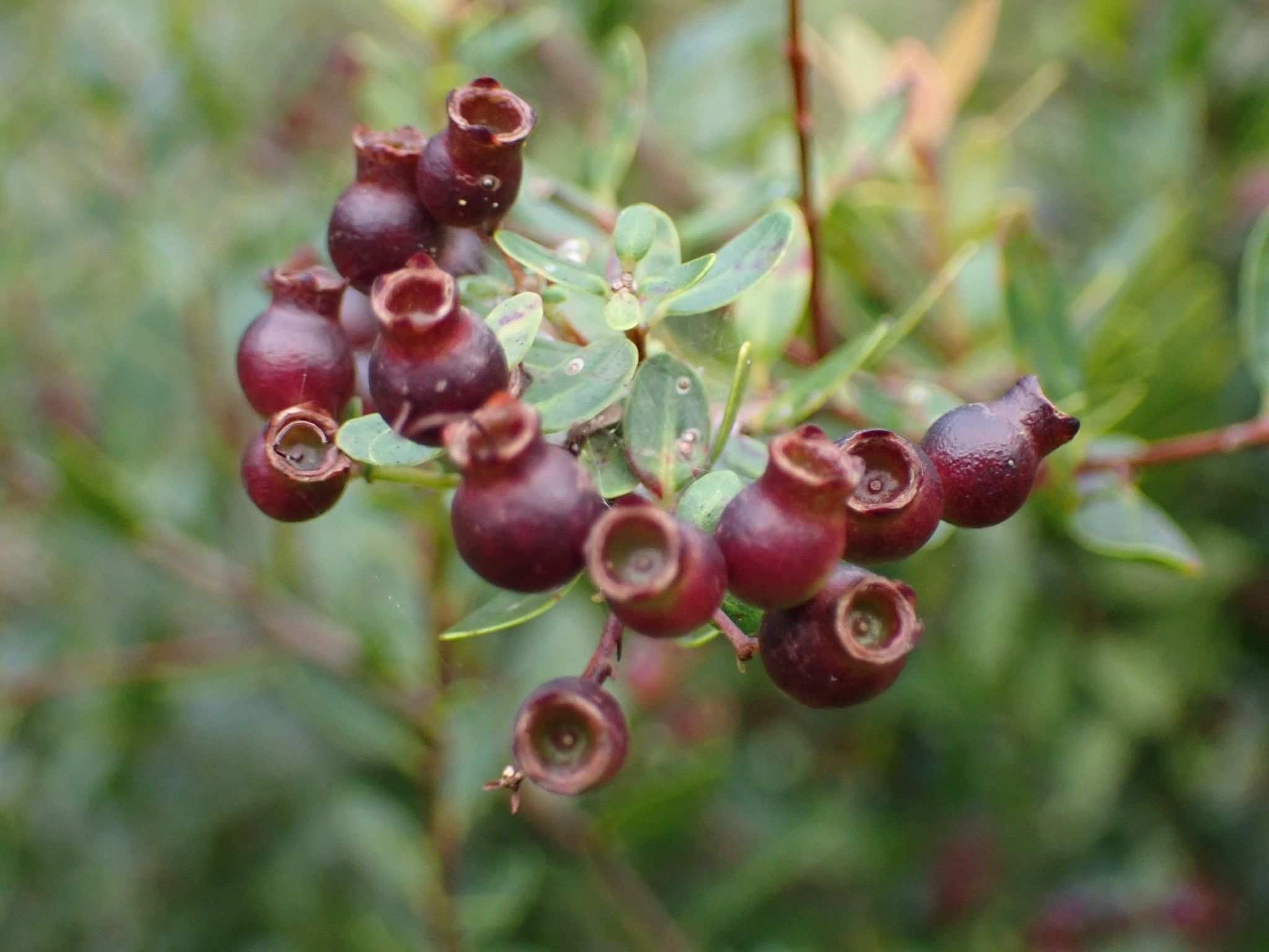 Syzygium buxifolium