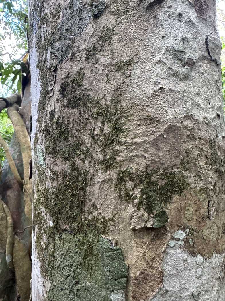 Syzygium canicortex