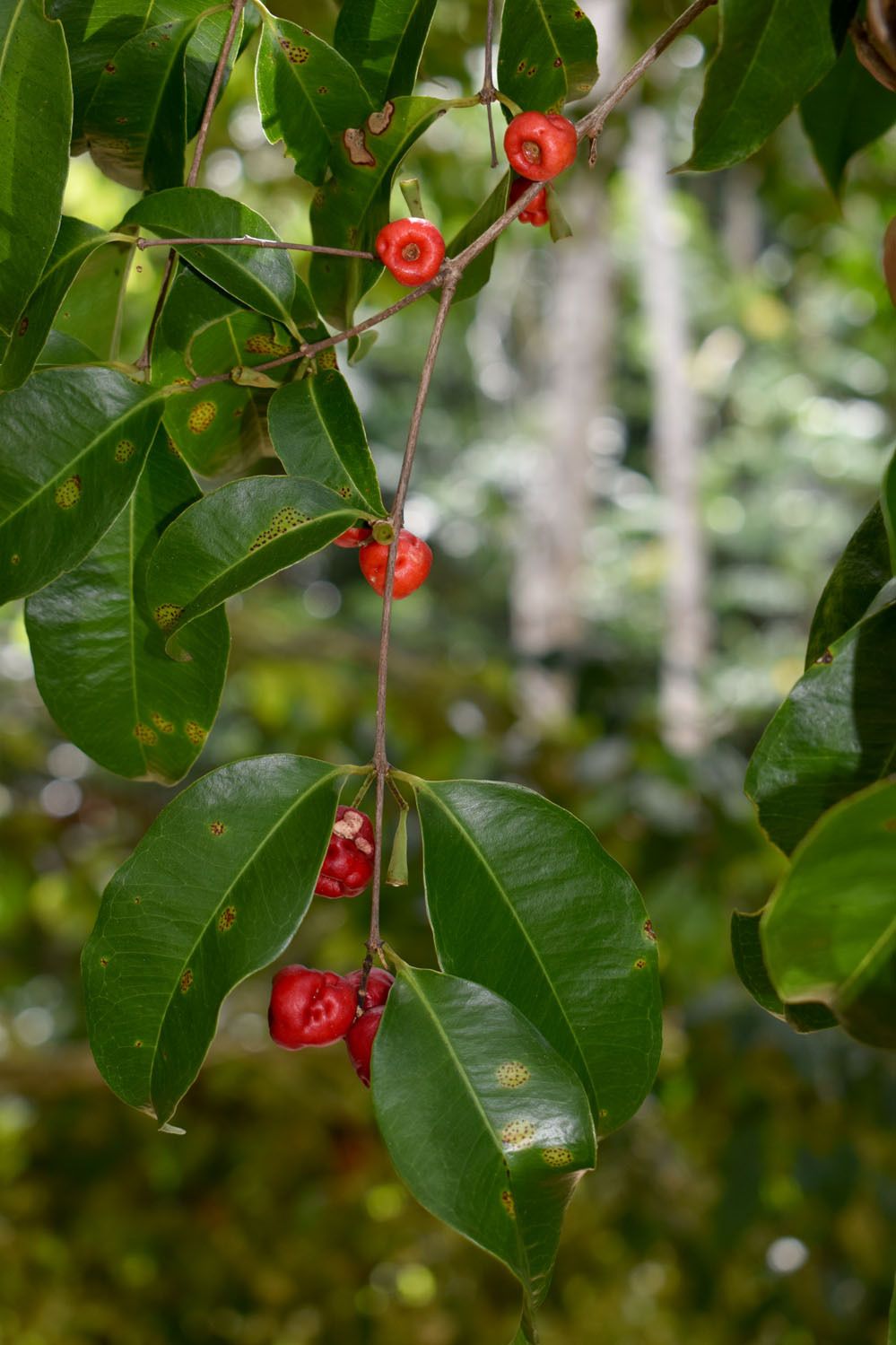 Syzygium claviflorum