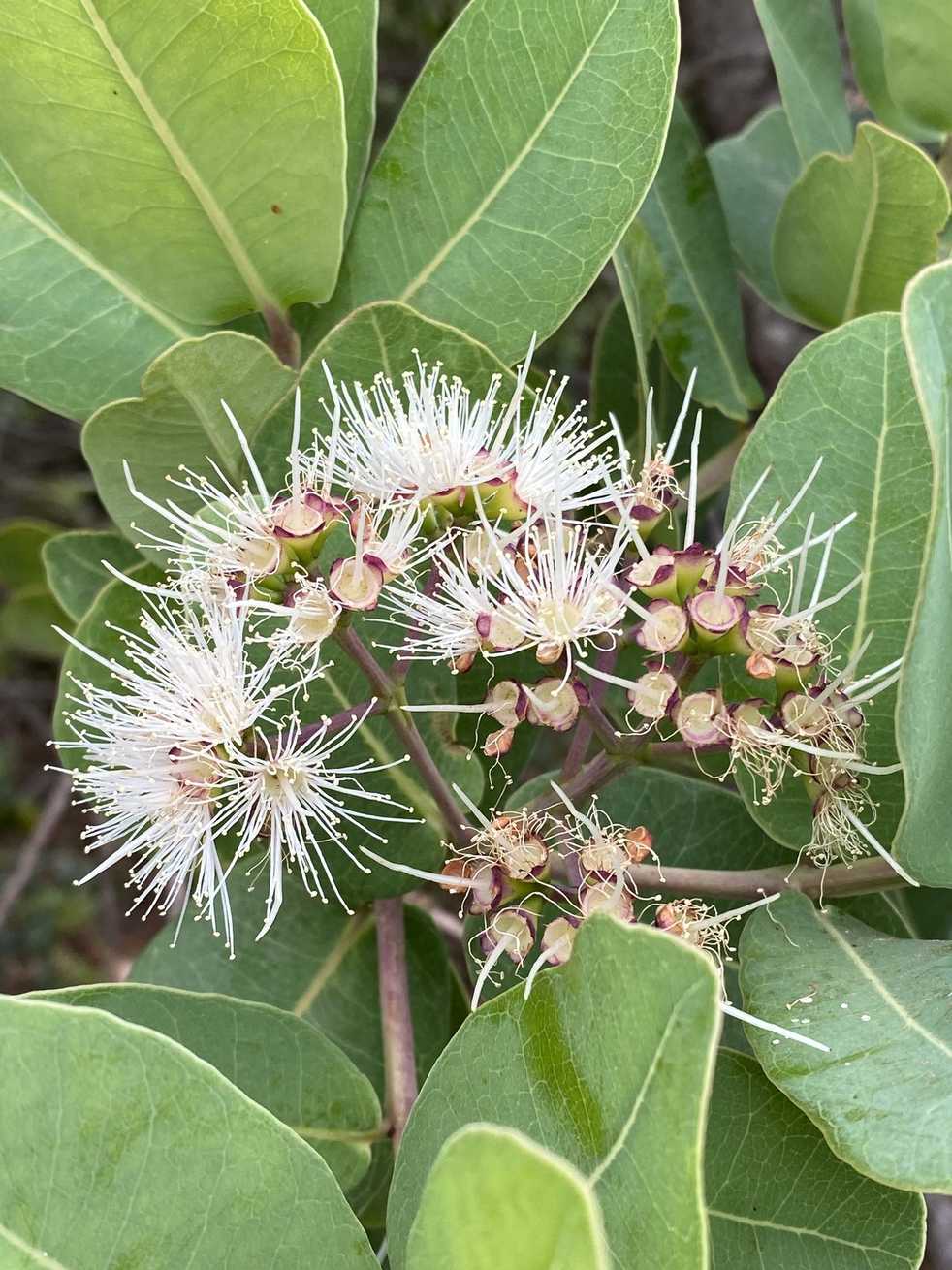 Syzygium cordatum