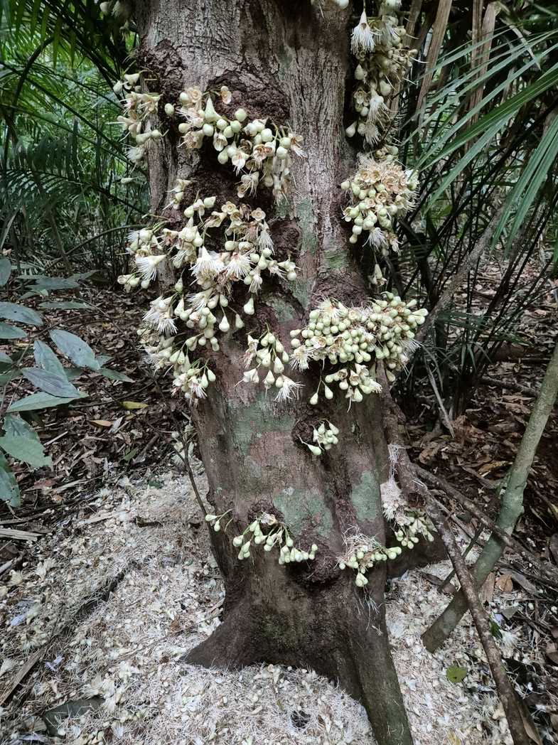 Syzygium cormiflorum