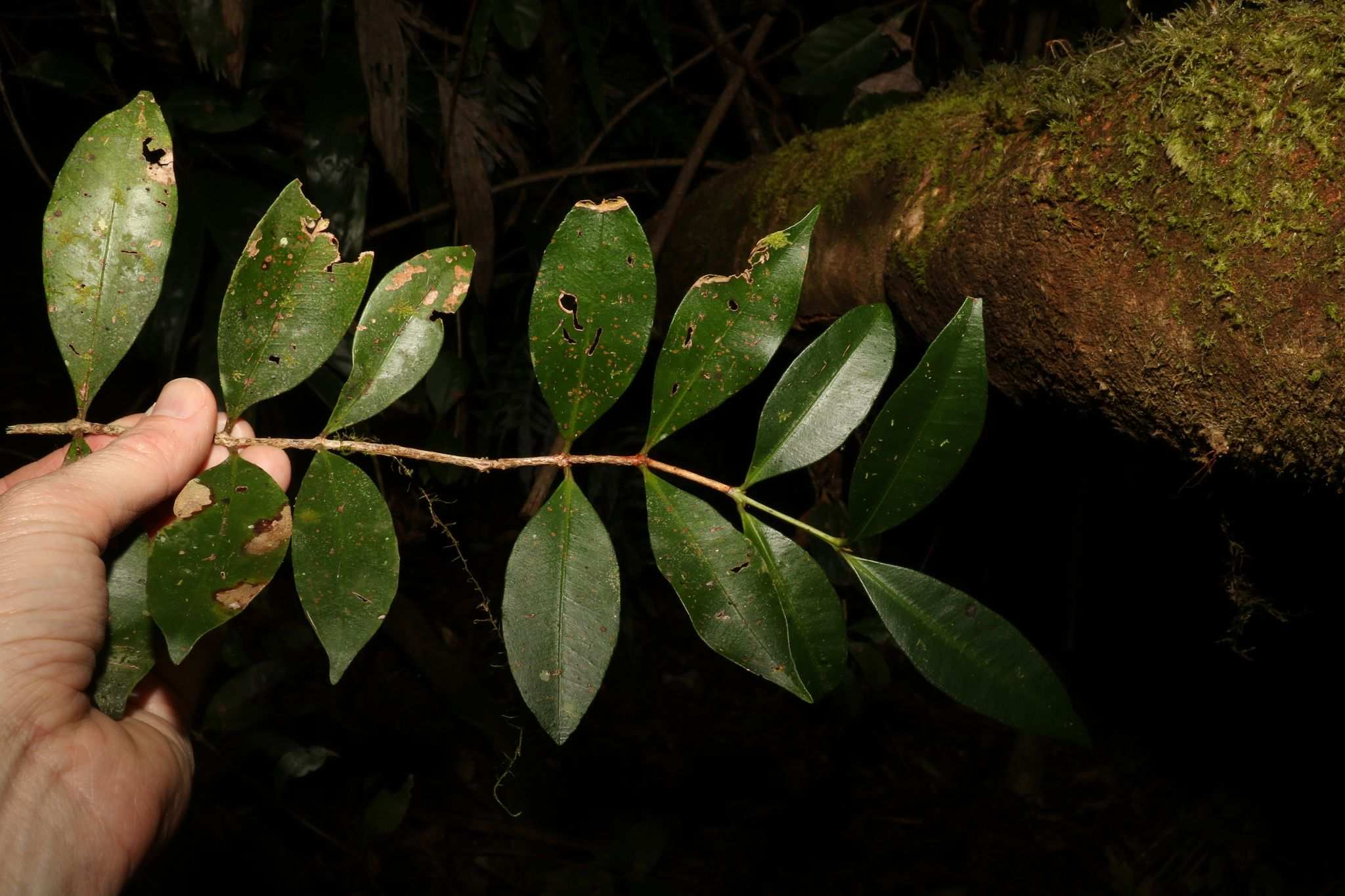 Syzygium corynanthum