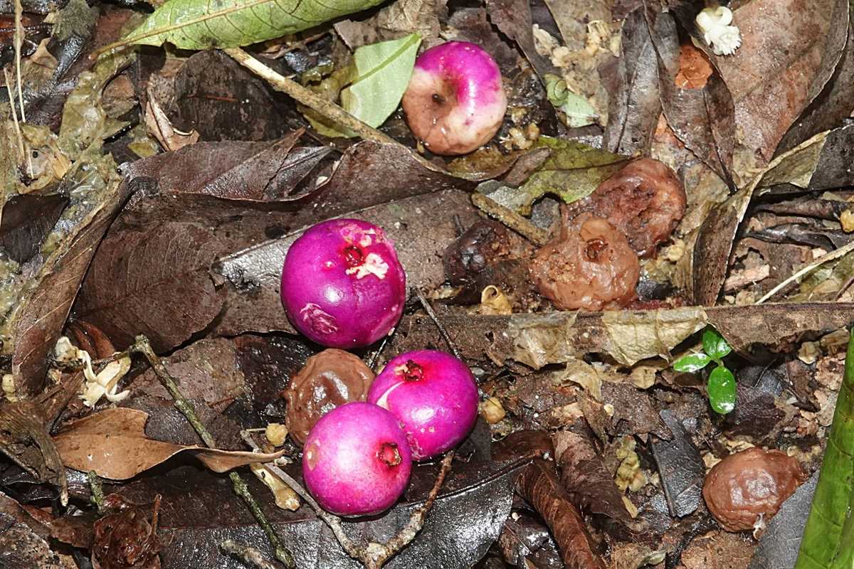 Syzygium crebrinerve