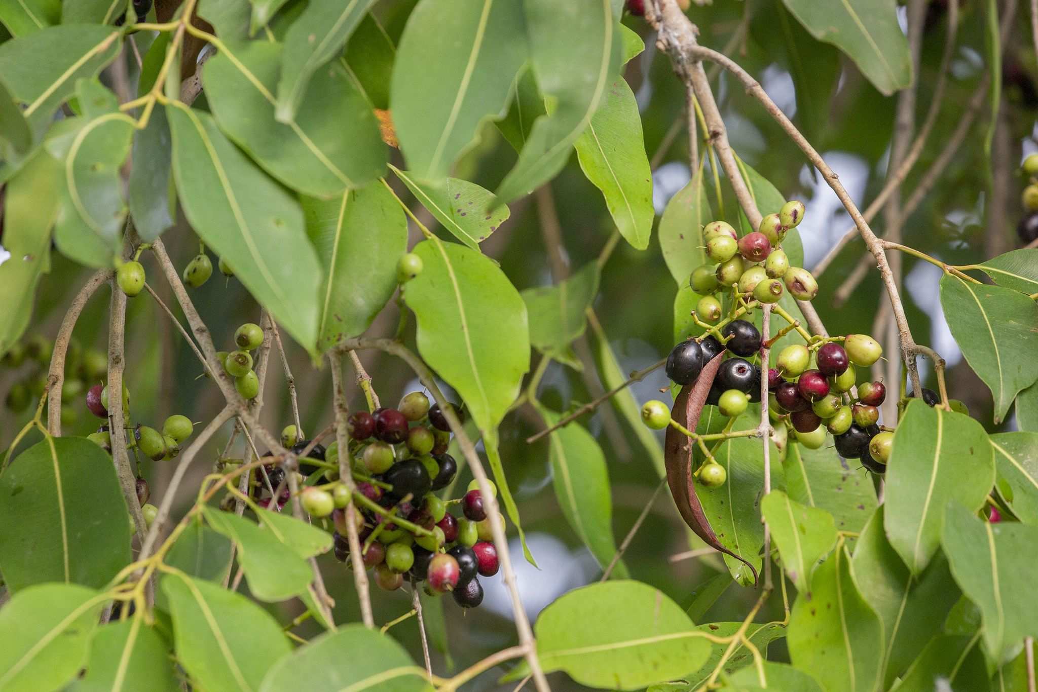 Syzygium cumini