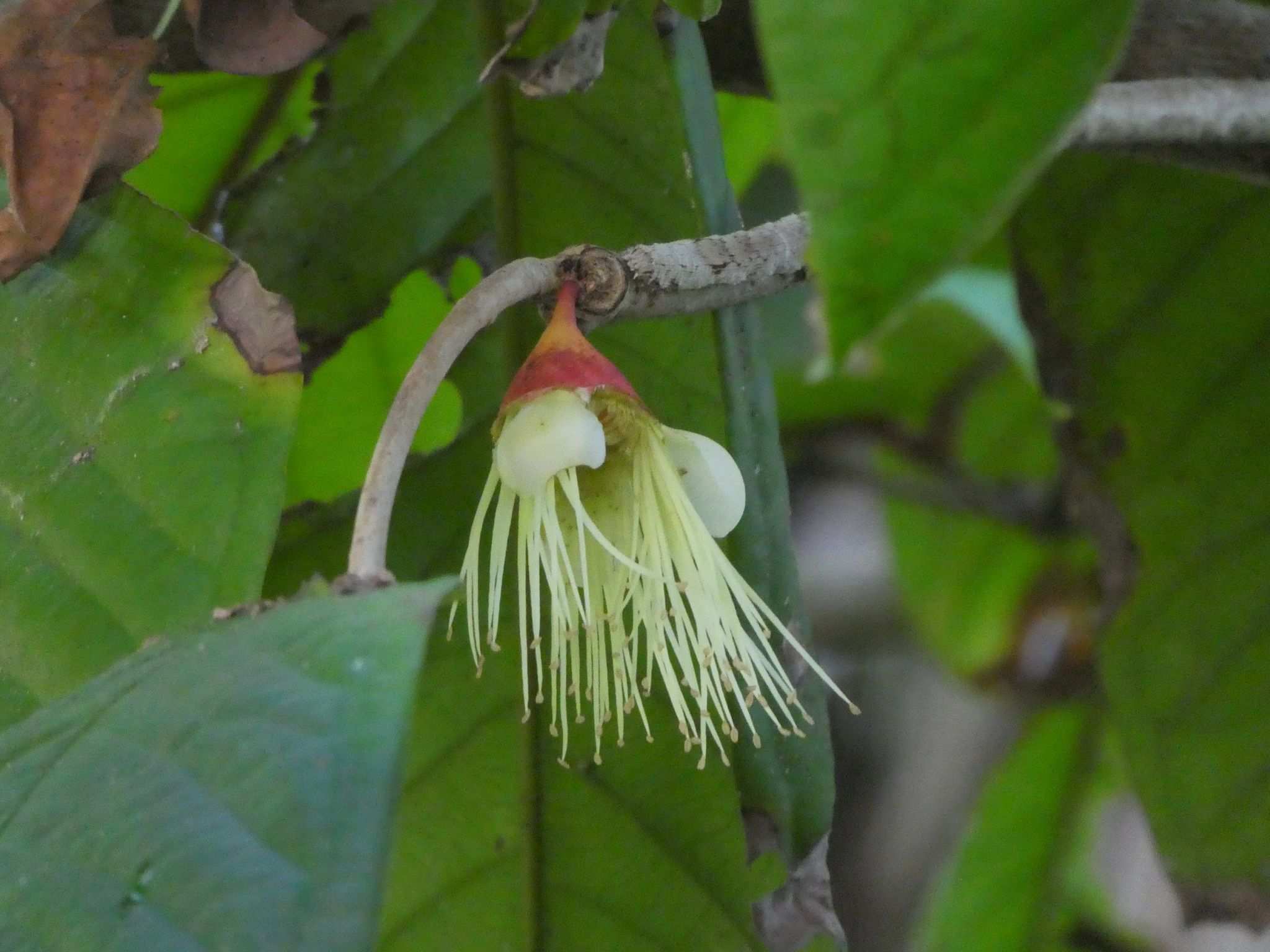 Syzygium erythrocalyx