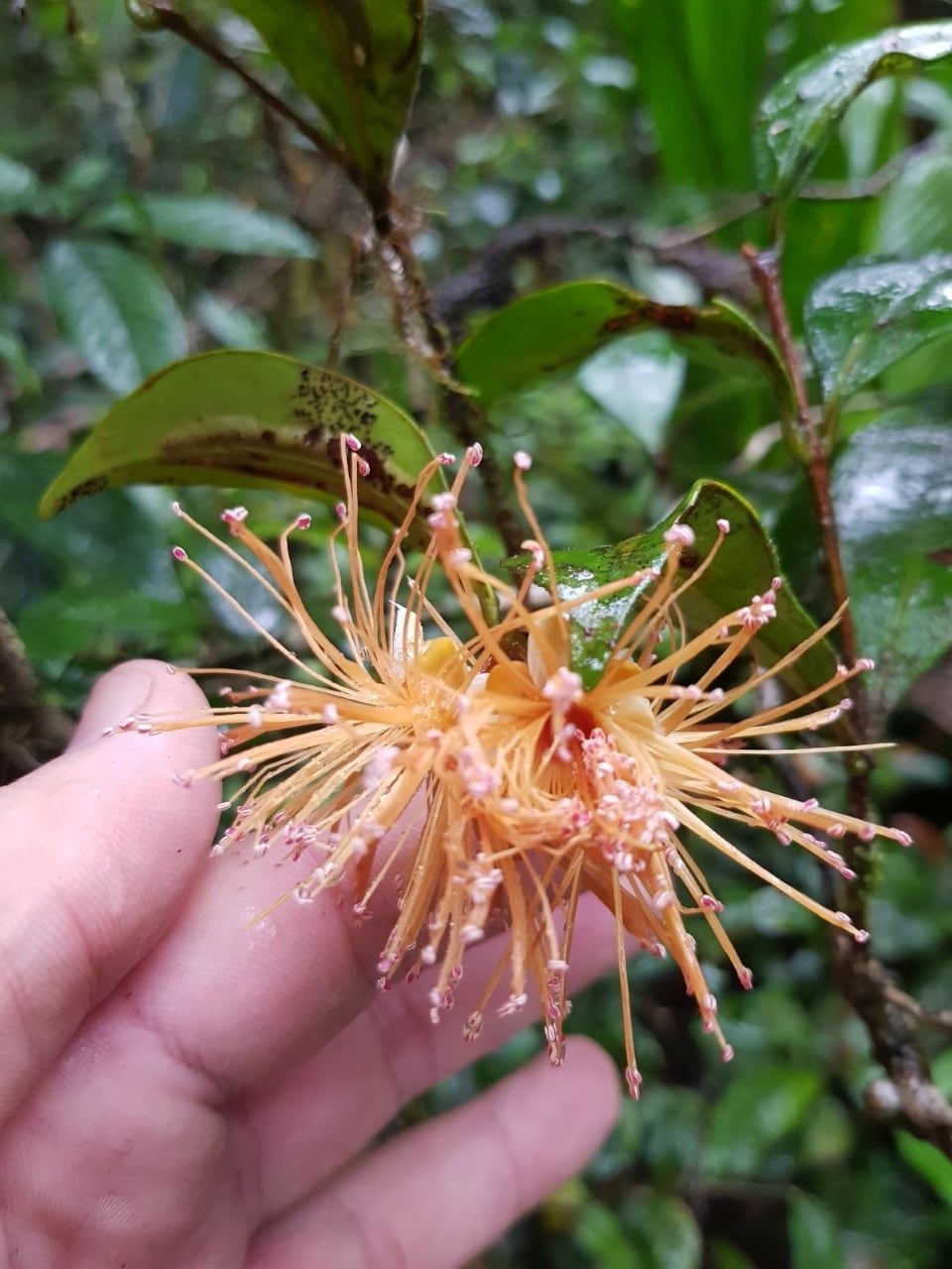 Syzygium erythrodoxum