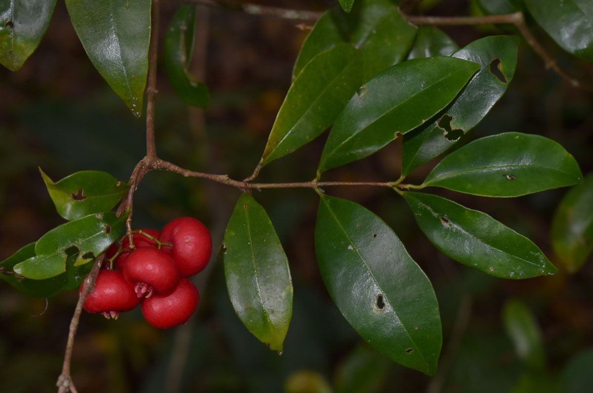 Syzygium fibrosum