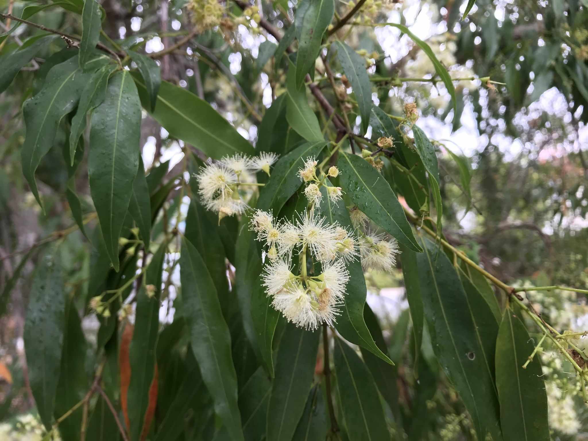 Syzygium floribundum