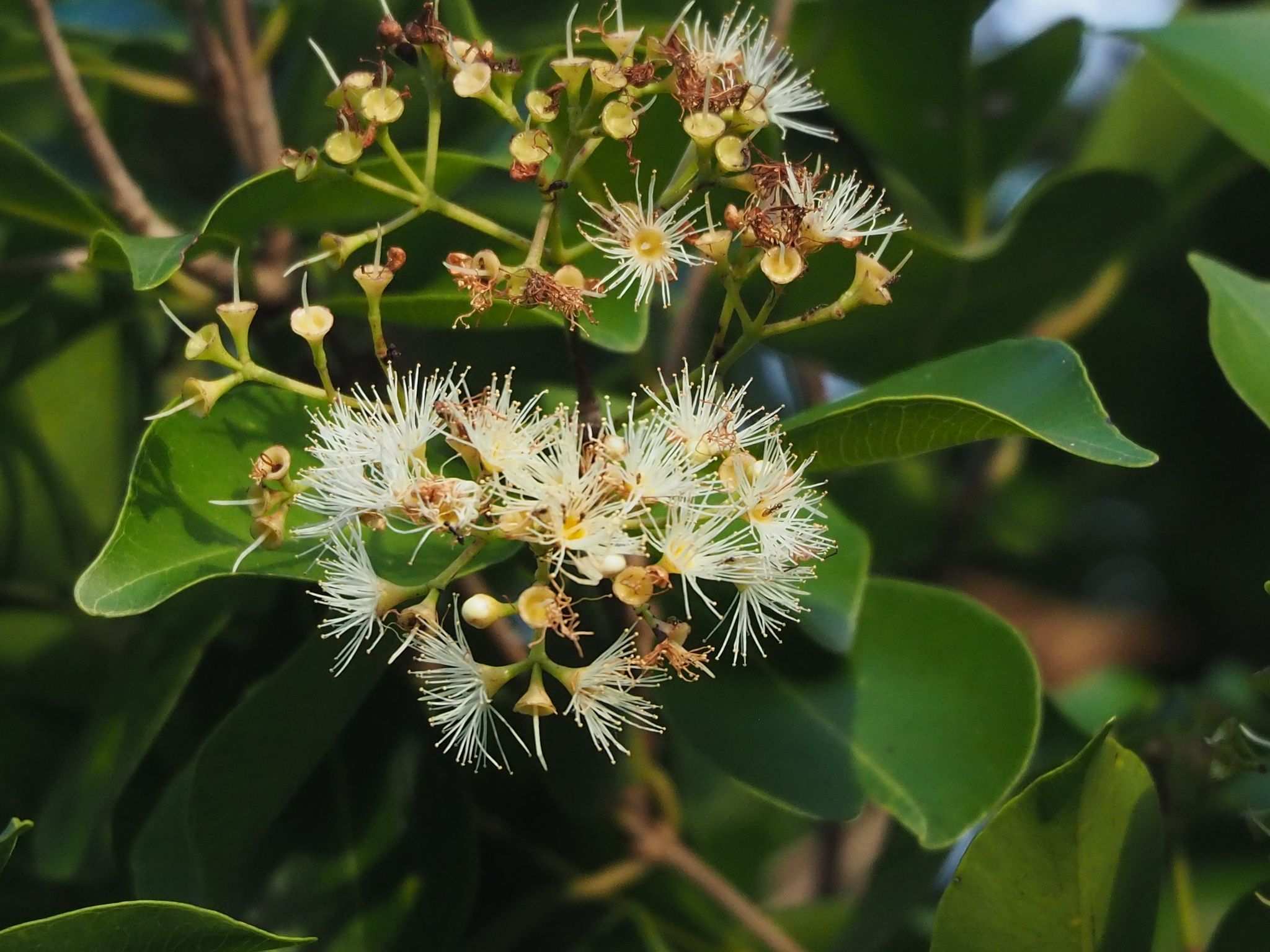 Syzygium formosanum