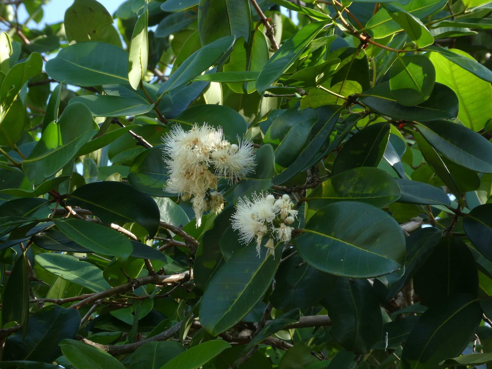 Syzygium forte