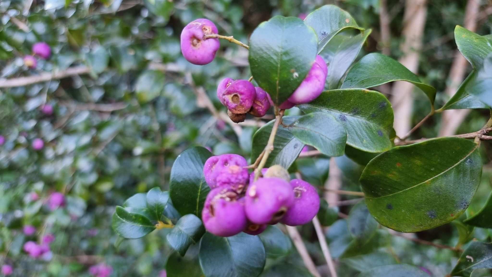 Syzygium francisii
