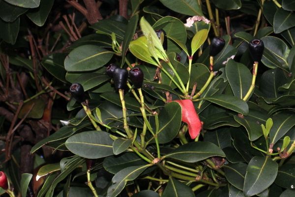 Syzygium fullagarii