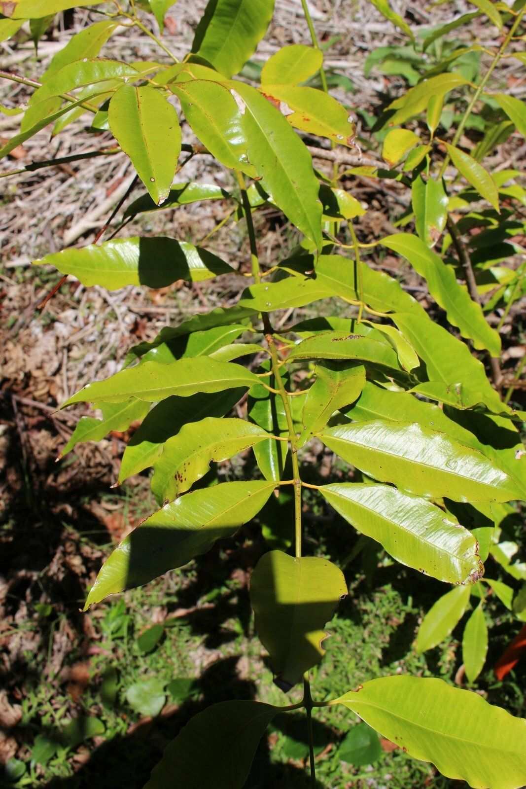 Syzygium glenum