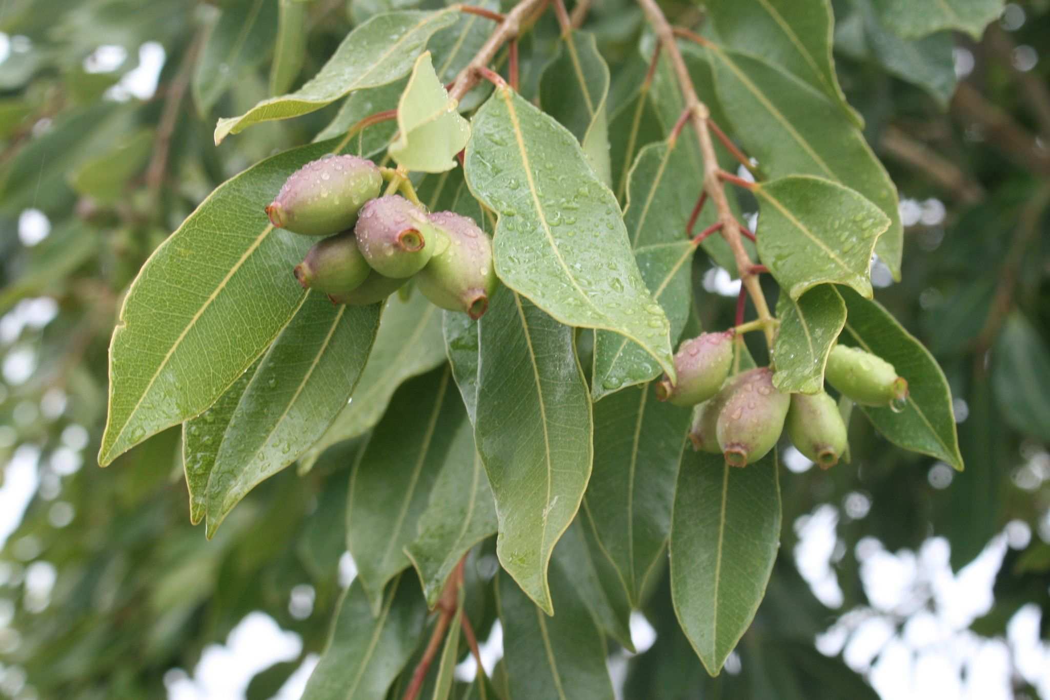 Syzygium guineense