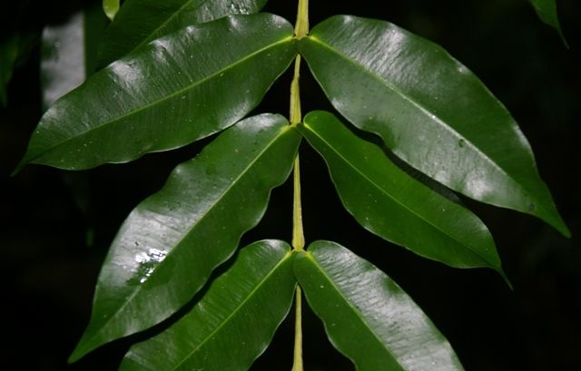 Syzygium hedraiophyllum