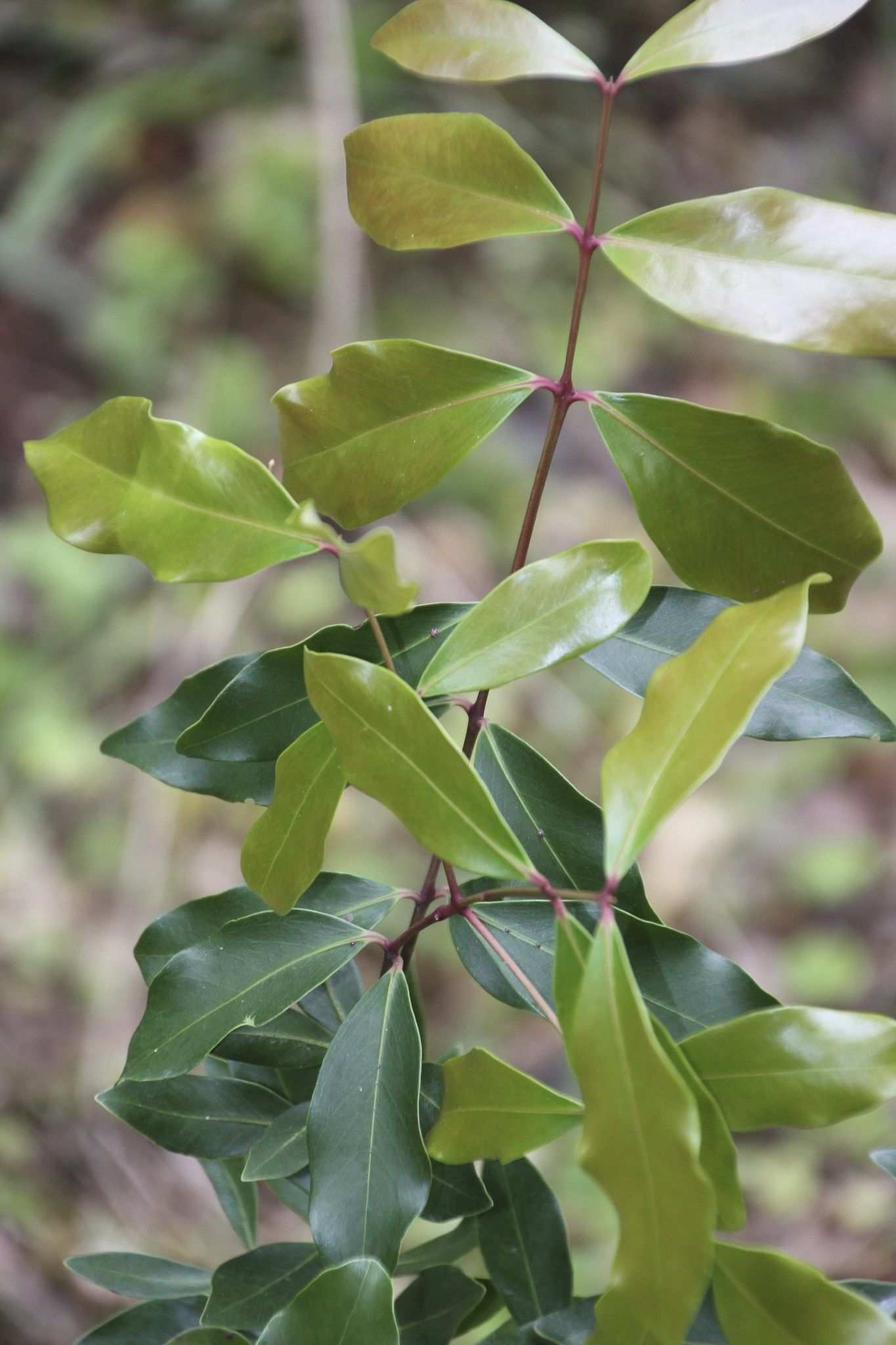 Syzygium hemilamprum