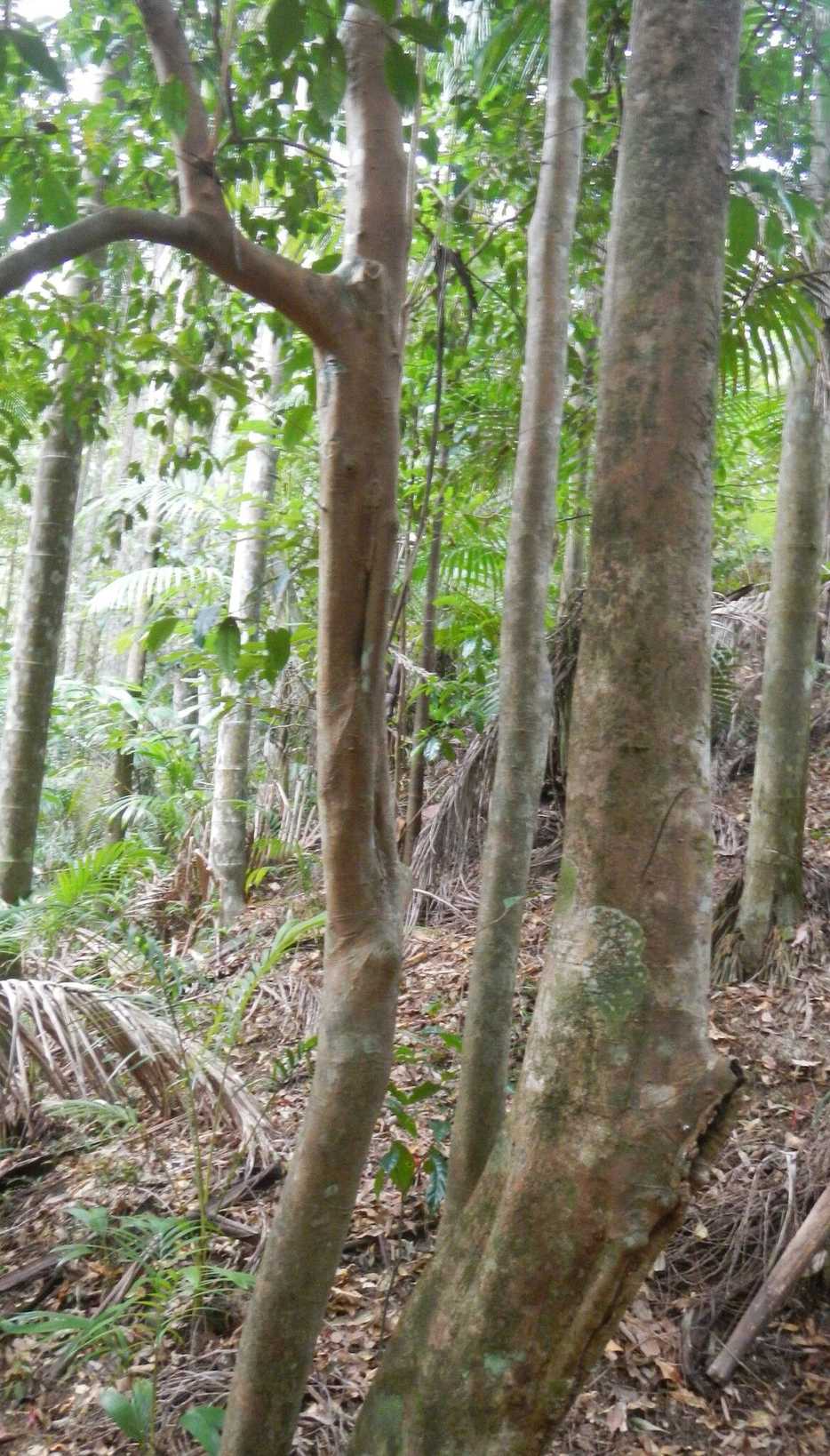Syzygium hodgkinsoniae