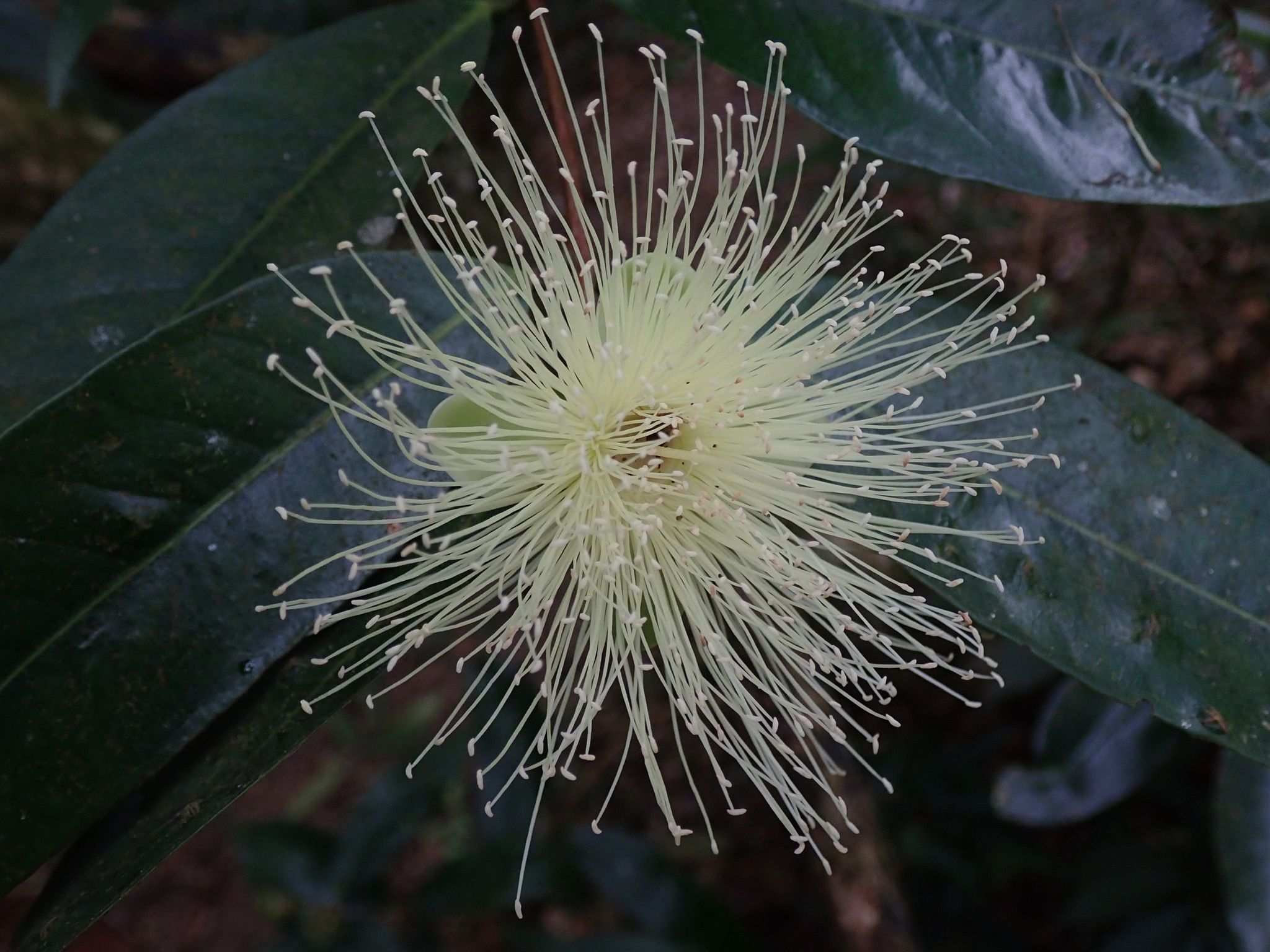 Syzygium jambos