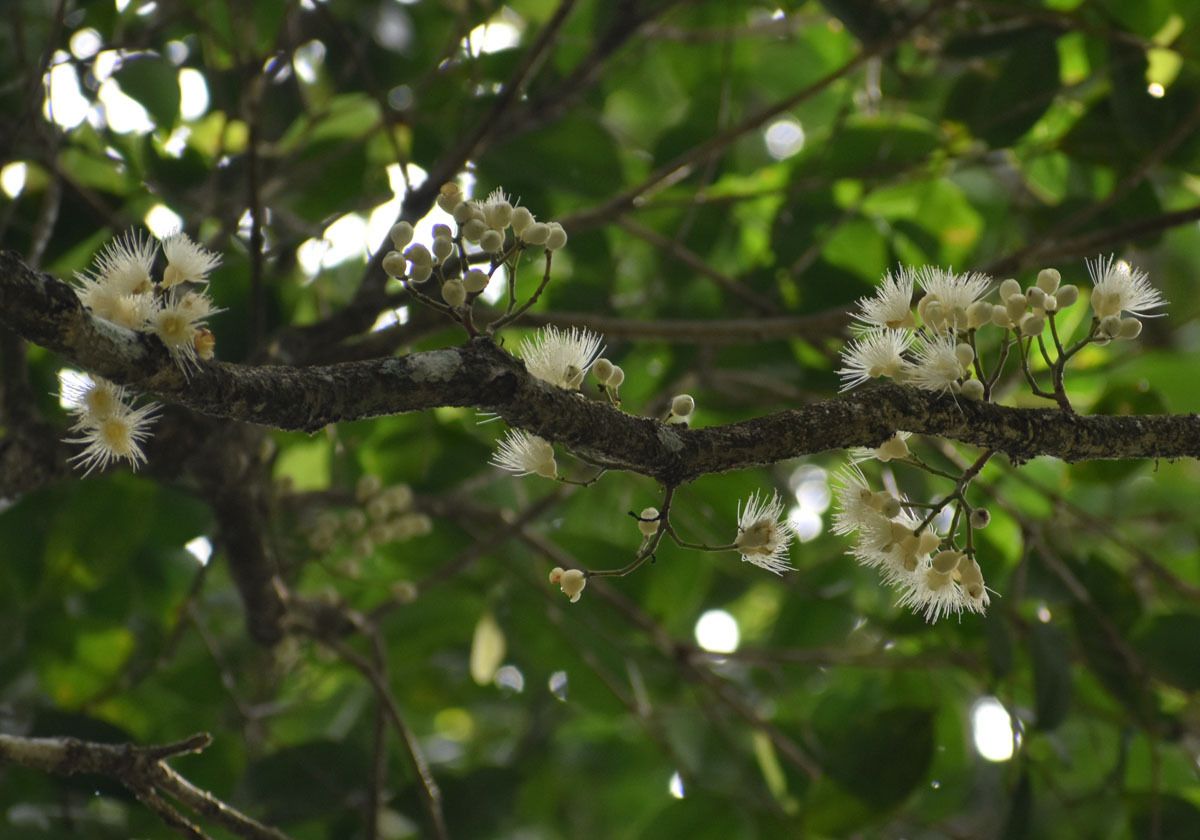 Syzygium kuranda
