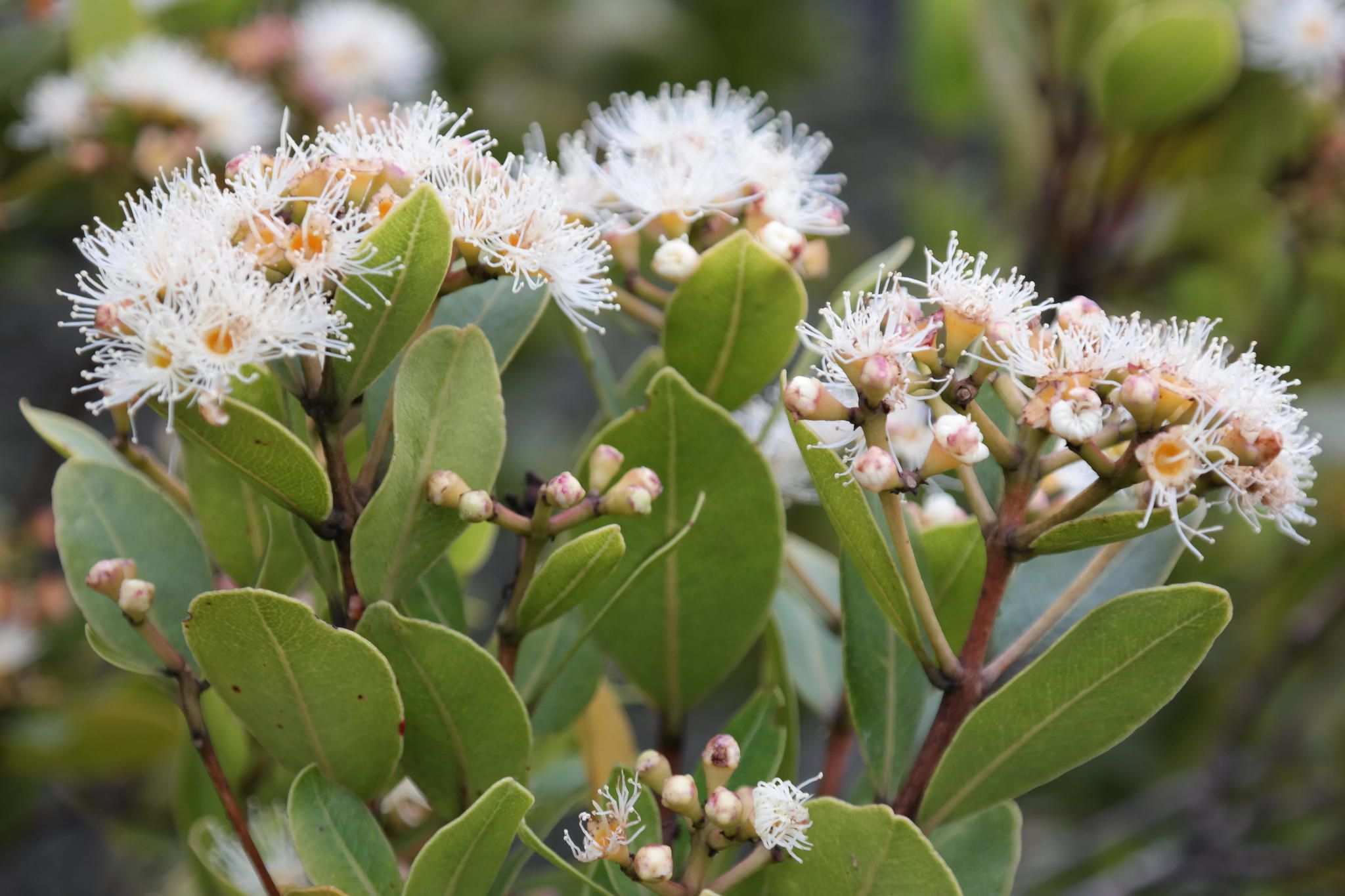 Syzygium legatii