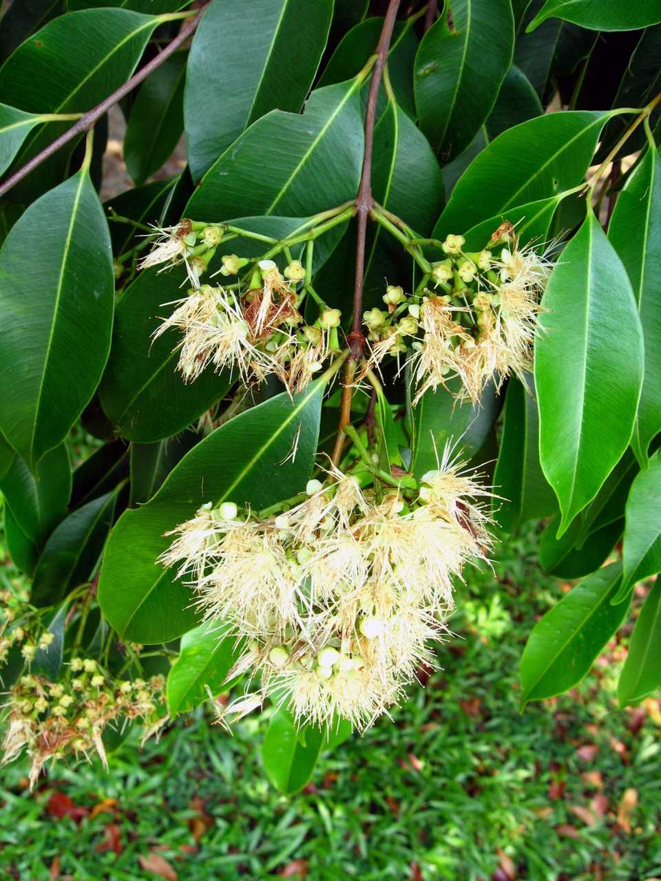 Syzygium lineatum