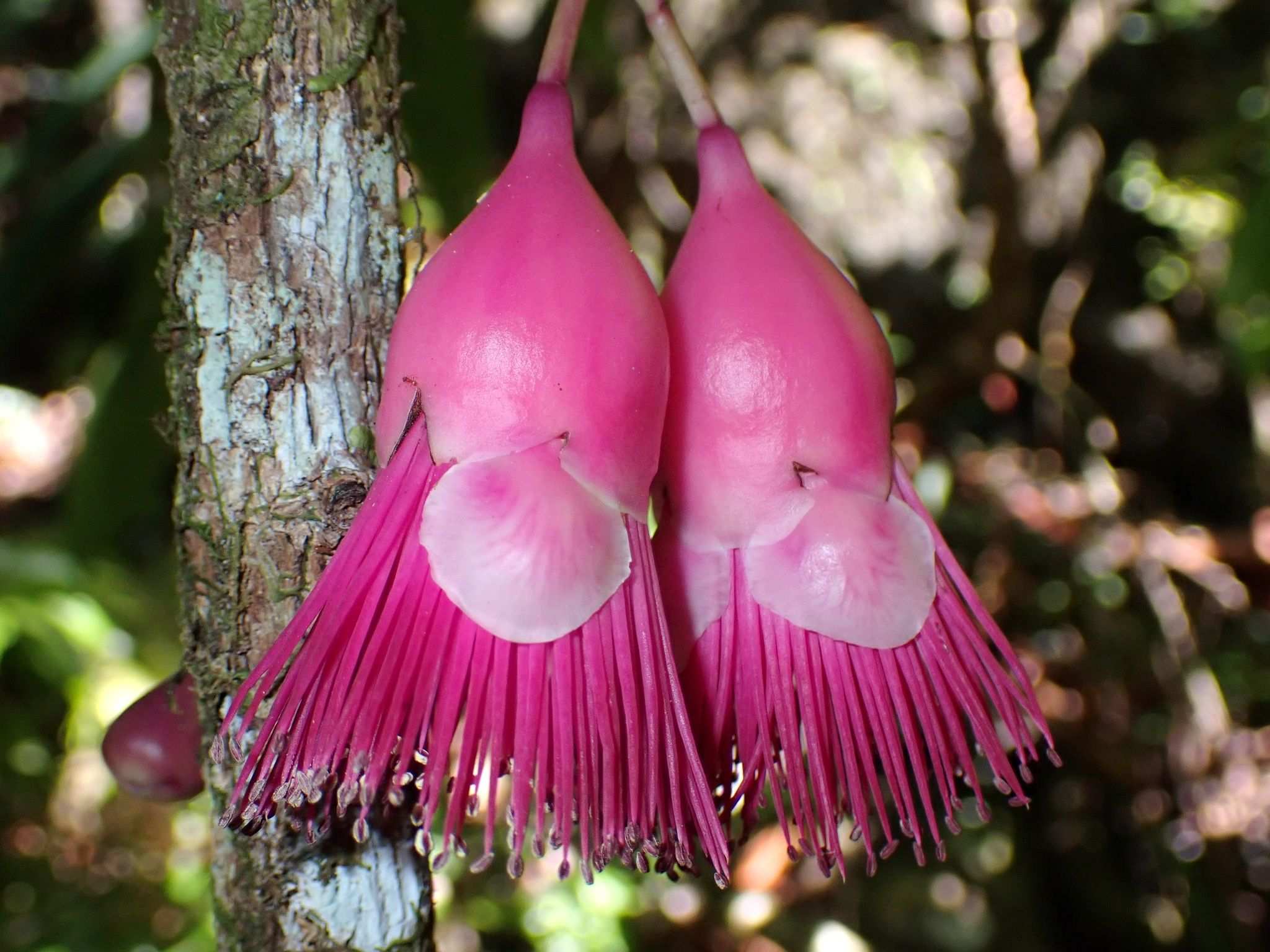 Syzygium longifolium