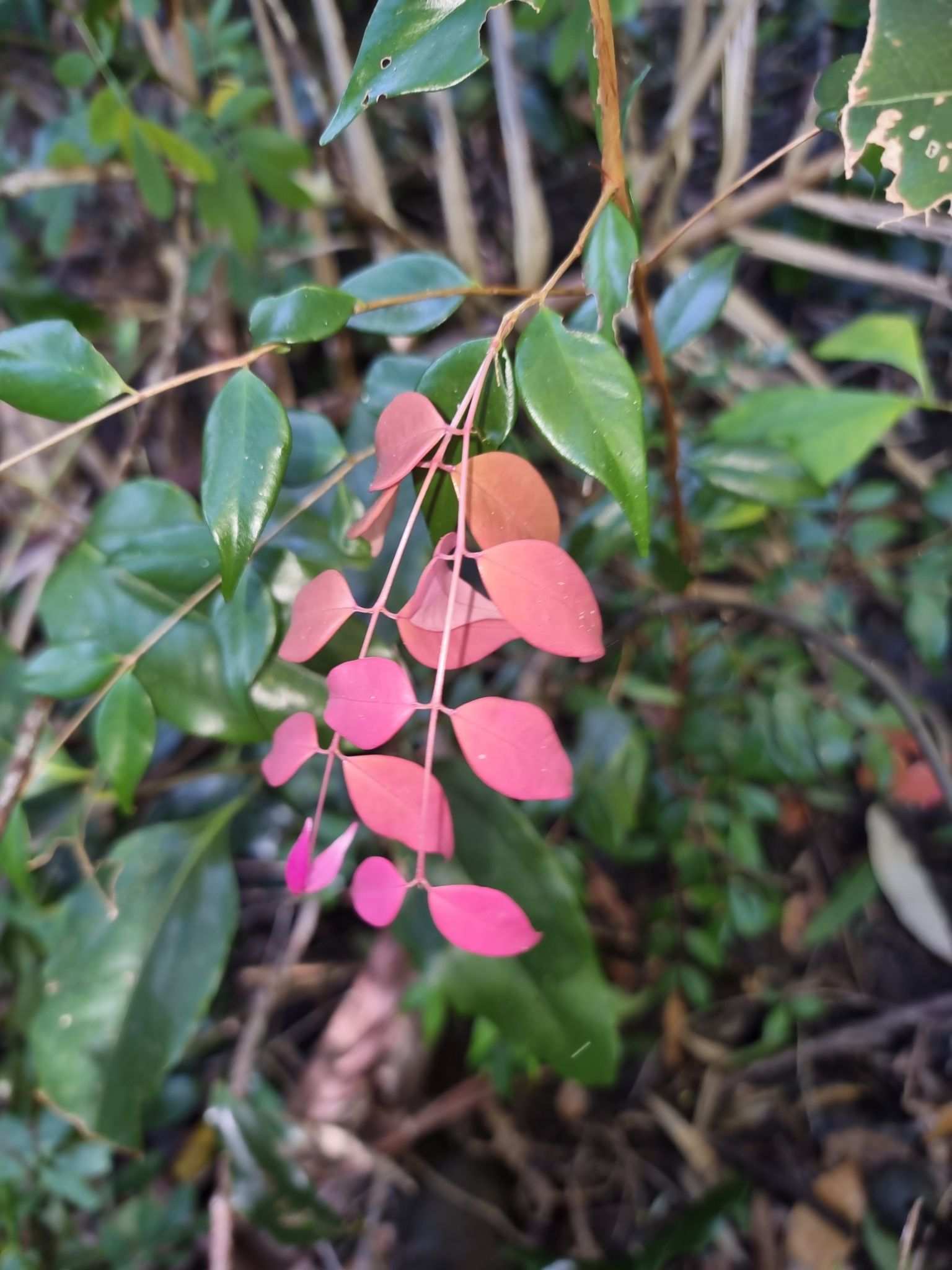 Syzygium luehmannii