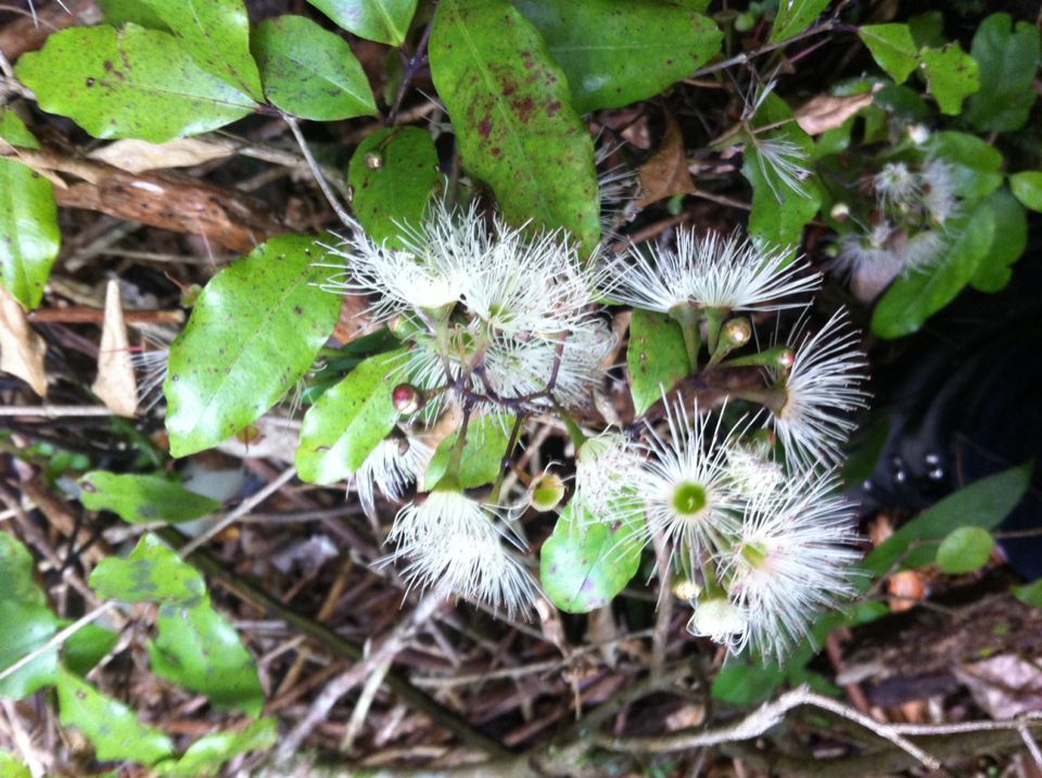 Syzygium maire