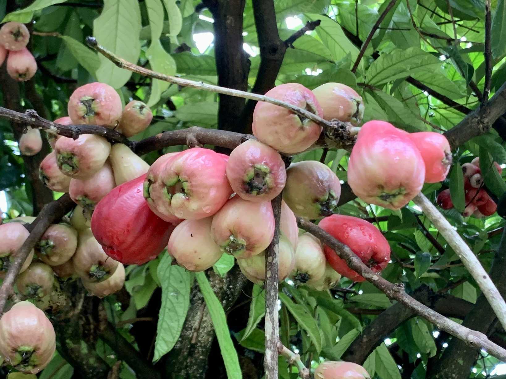 Syzygium malaccense