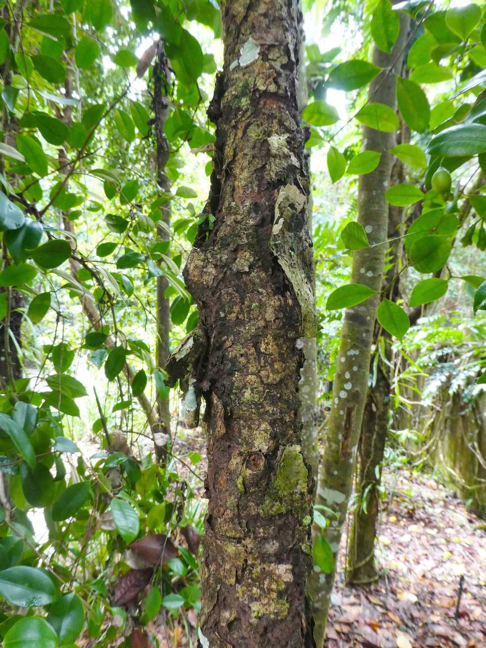 Syzygium maraca