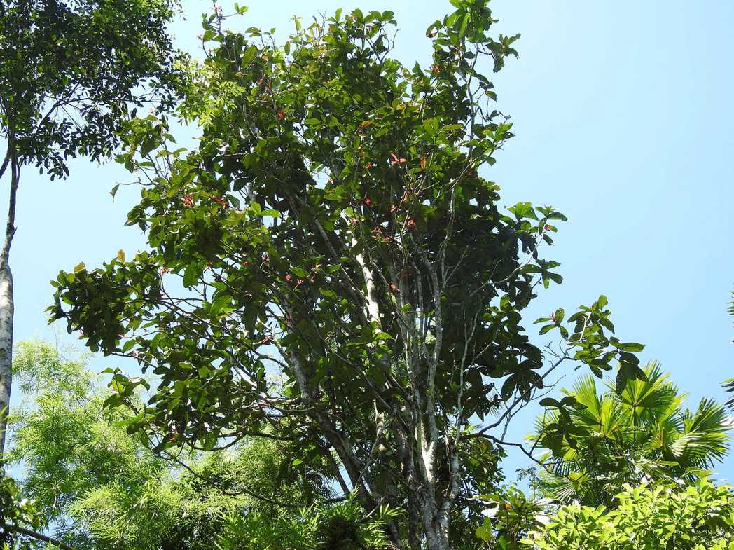 Syzygium megacarpum