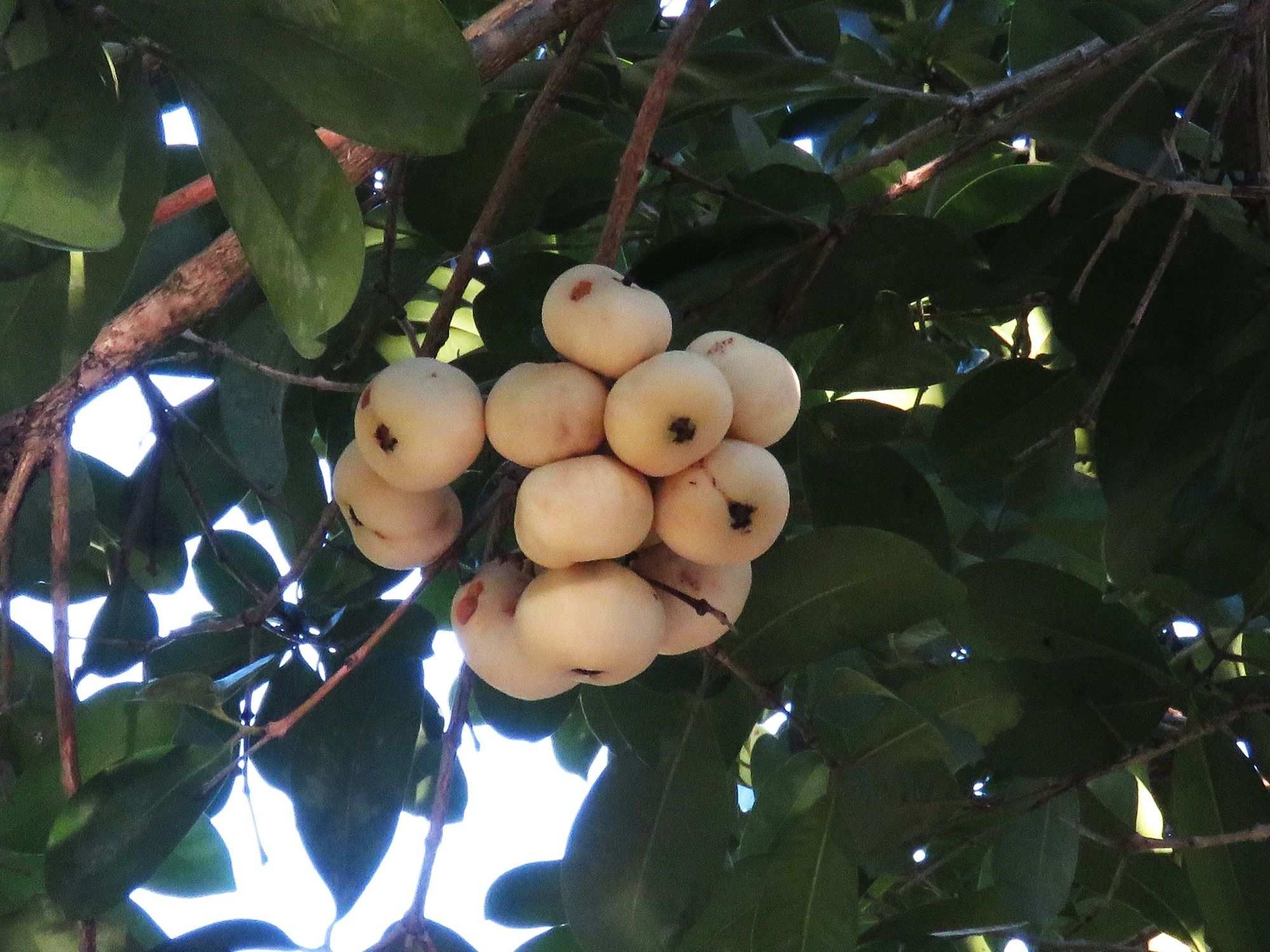 Syzygium moorei
