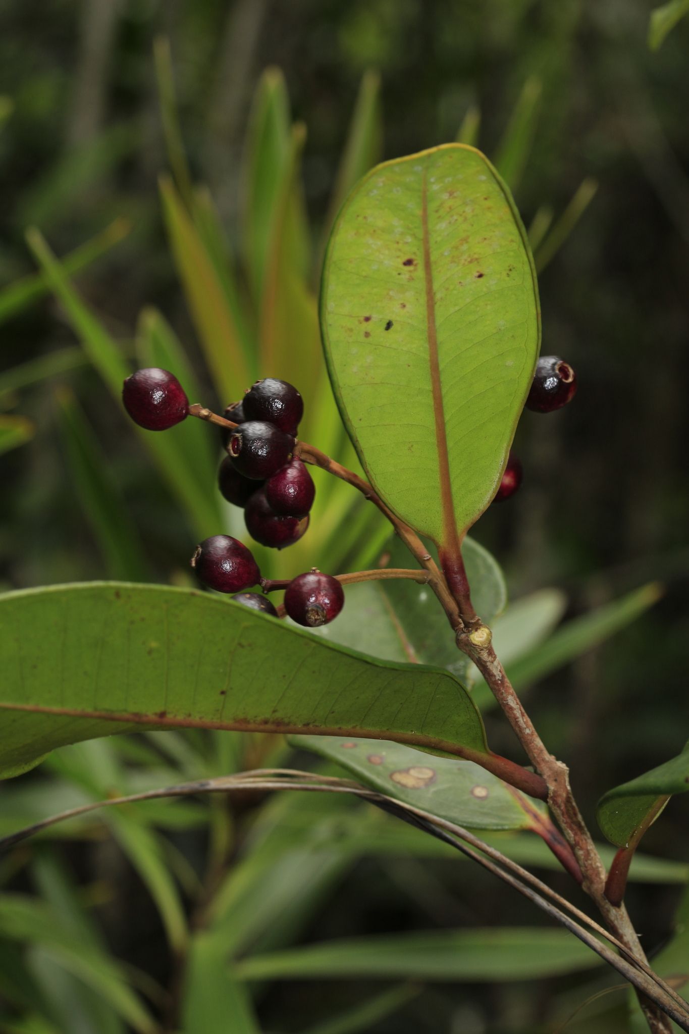 Syzygium mouanum