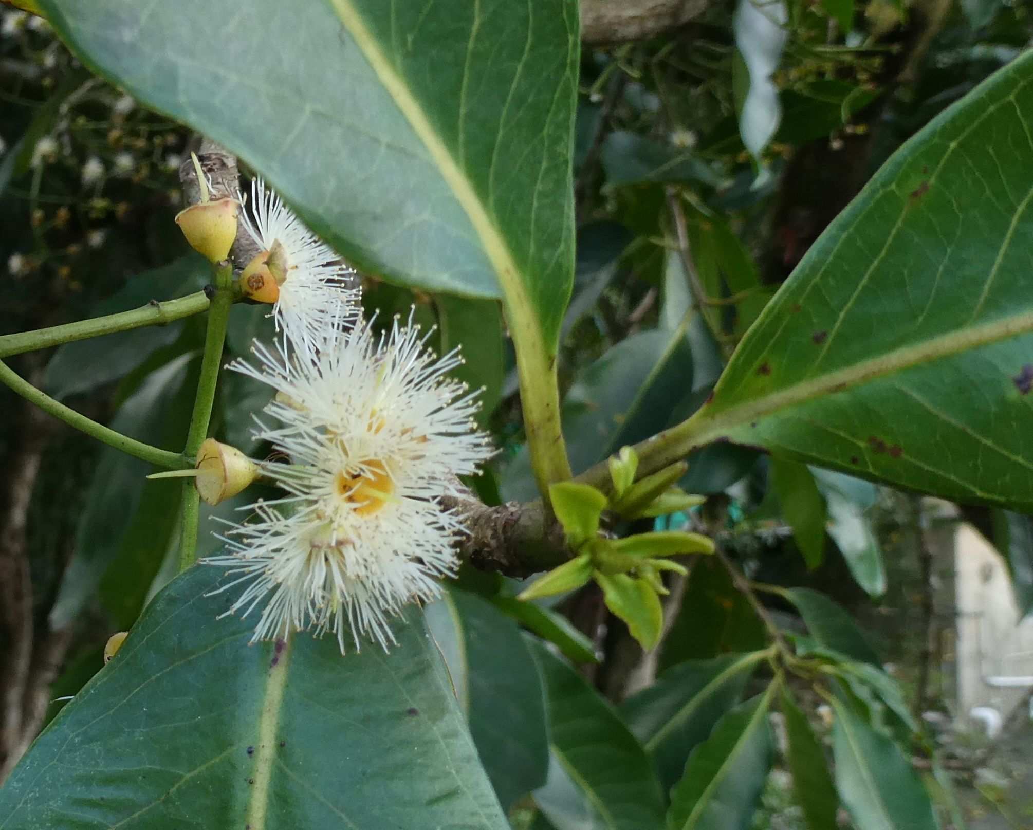 Syzygium nervosum