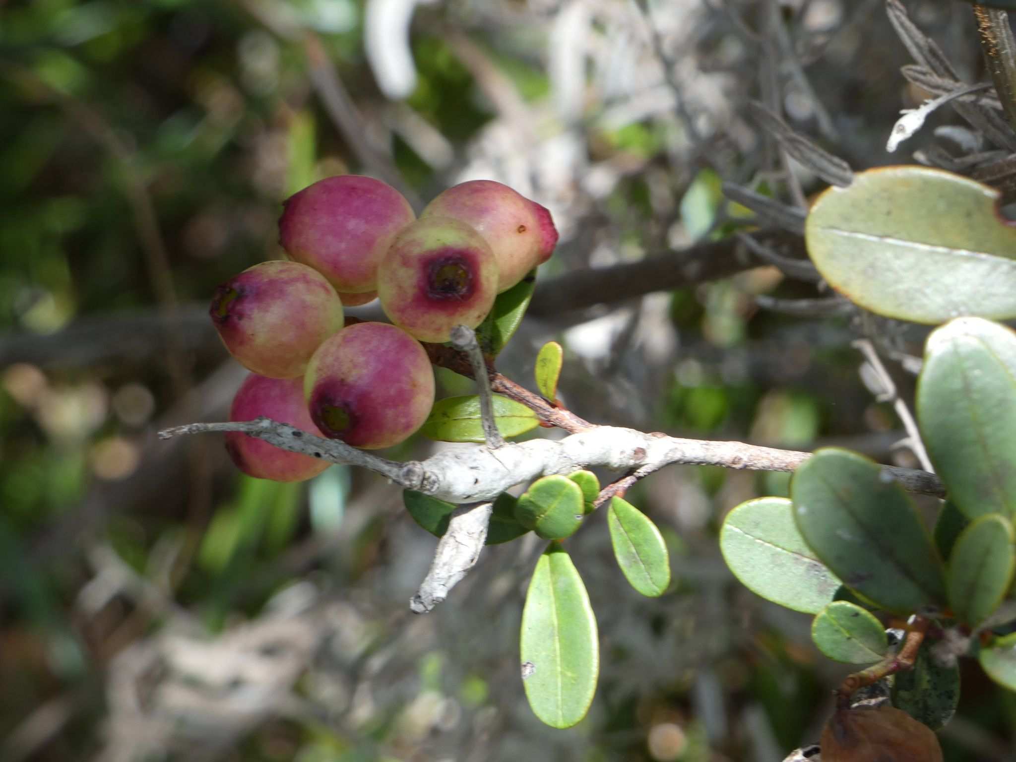 Syzygium ngoyense