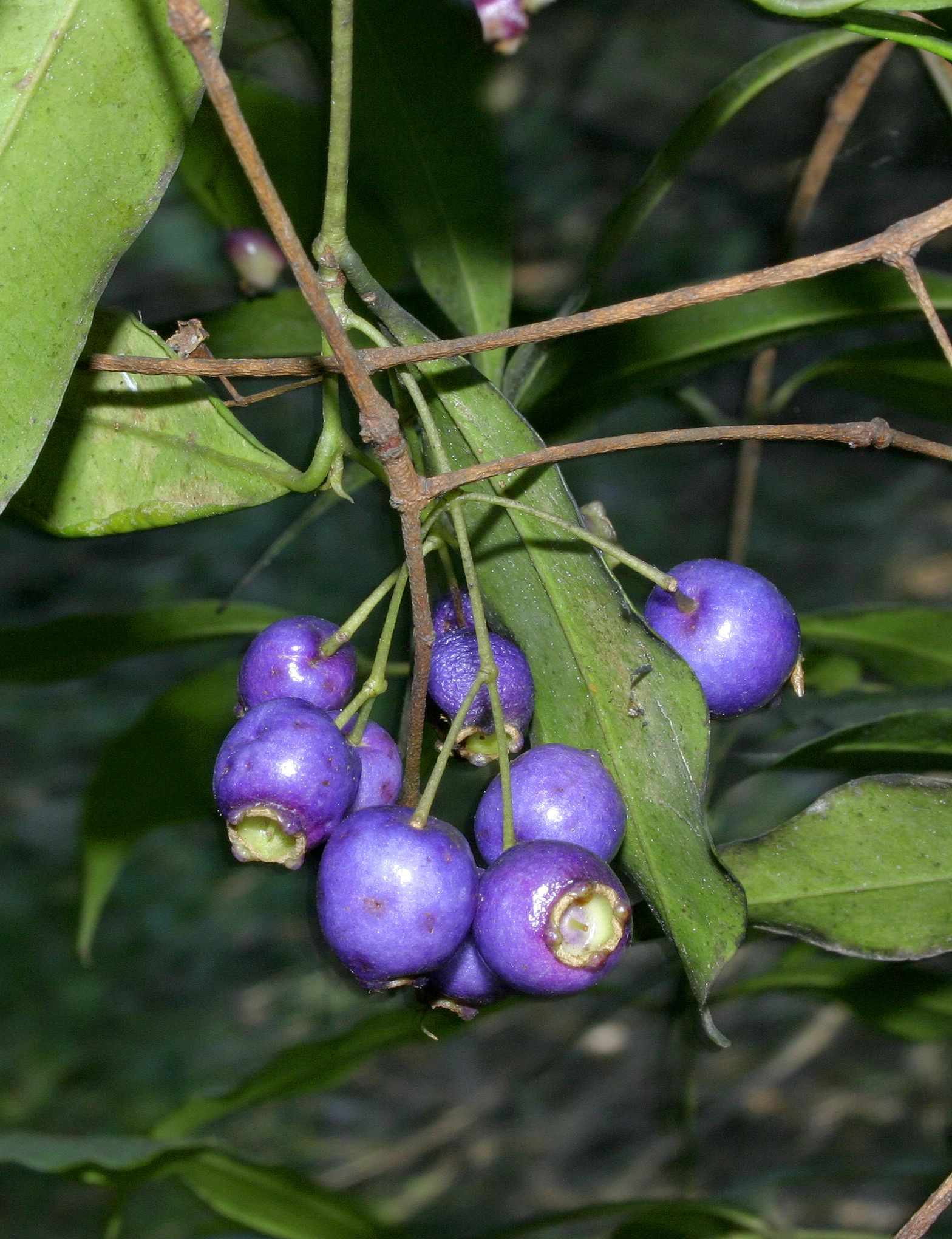 Syzygium oleosum