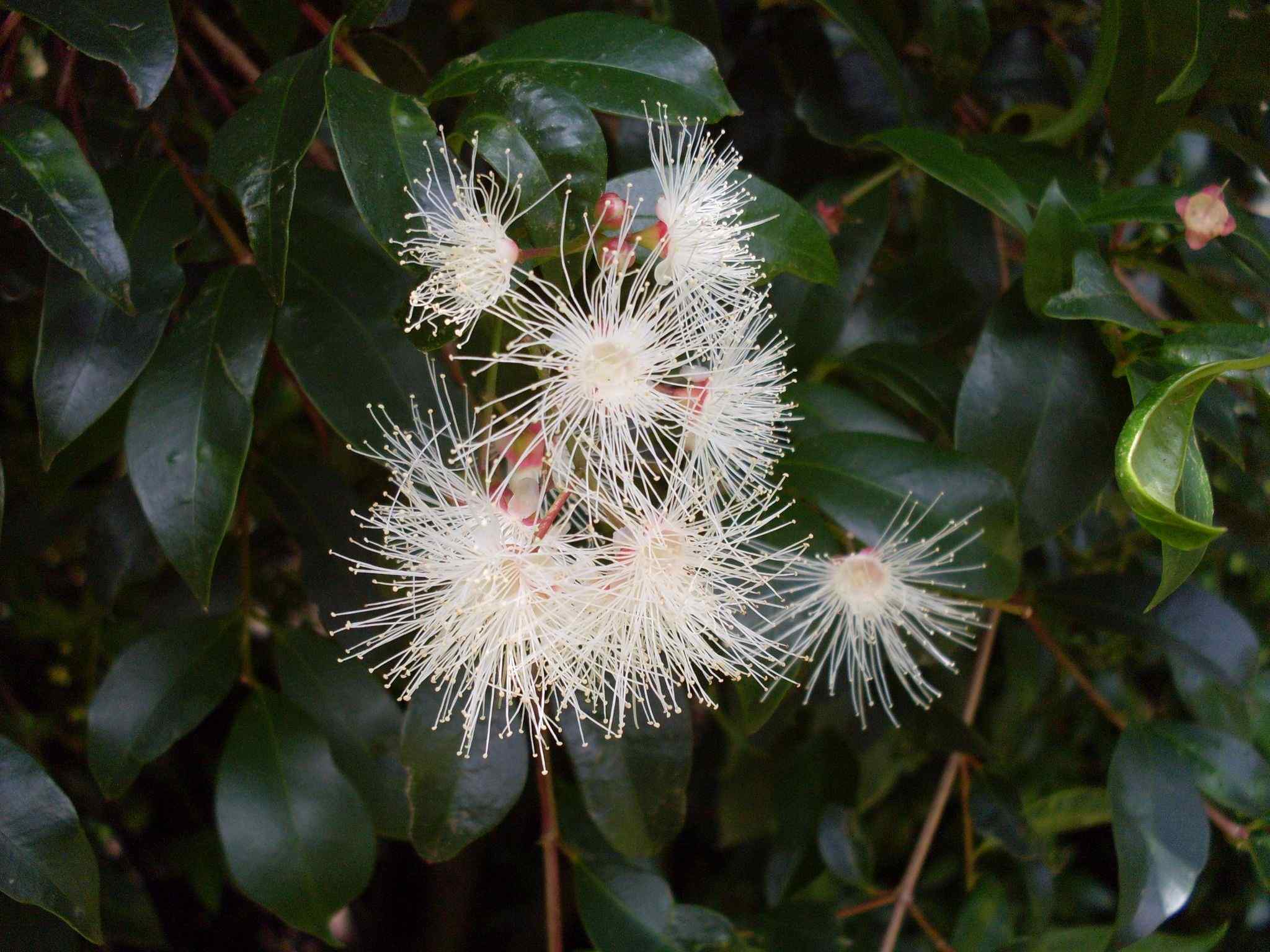 Syzygium paniculatum