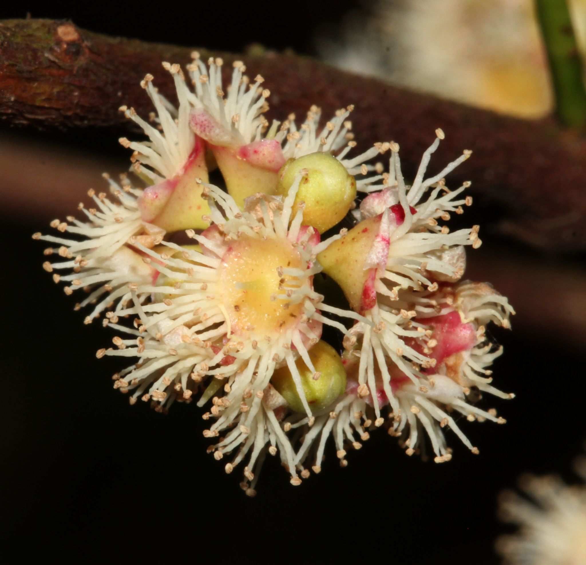 Syzygium polyanthum