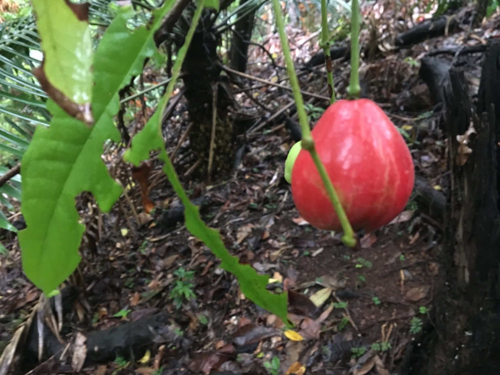 Syzygium puberulum
