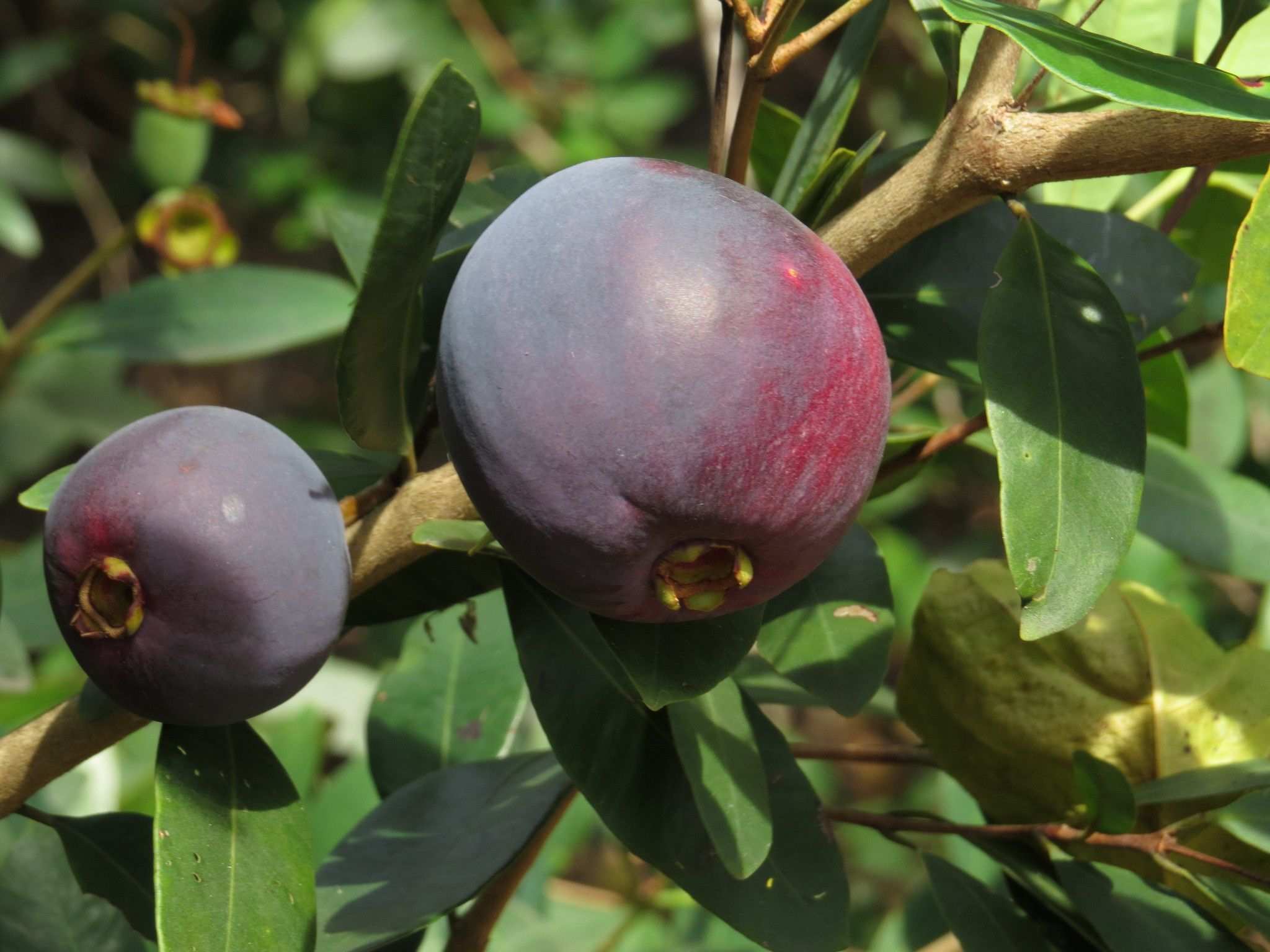 Syzygium rubrimolle