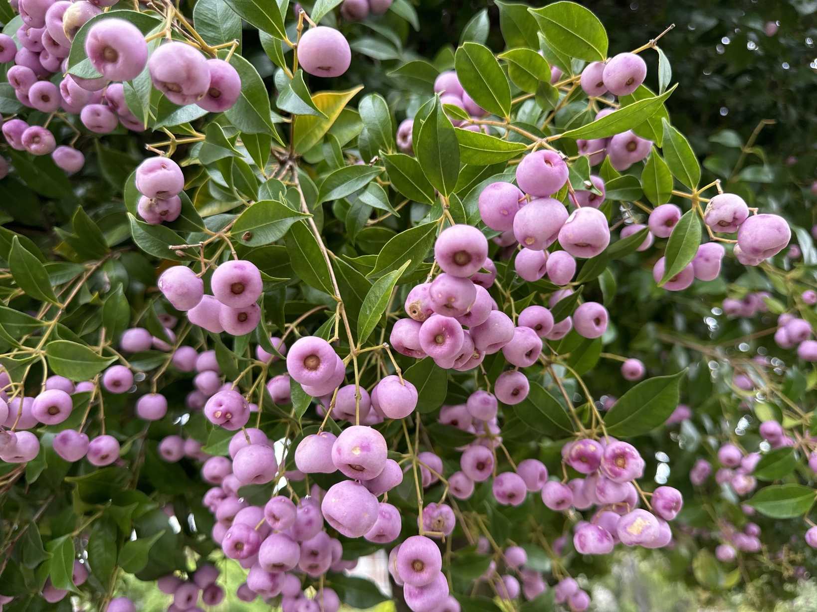 Syzygium smithii