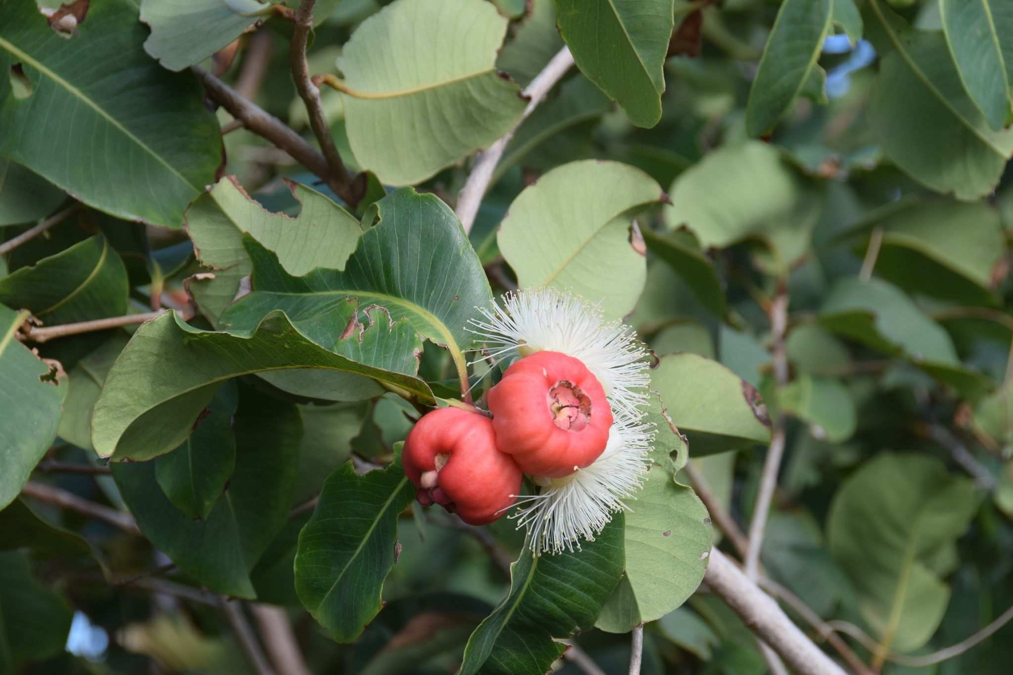 Syzygium suborbiculare